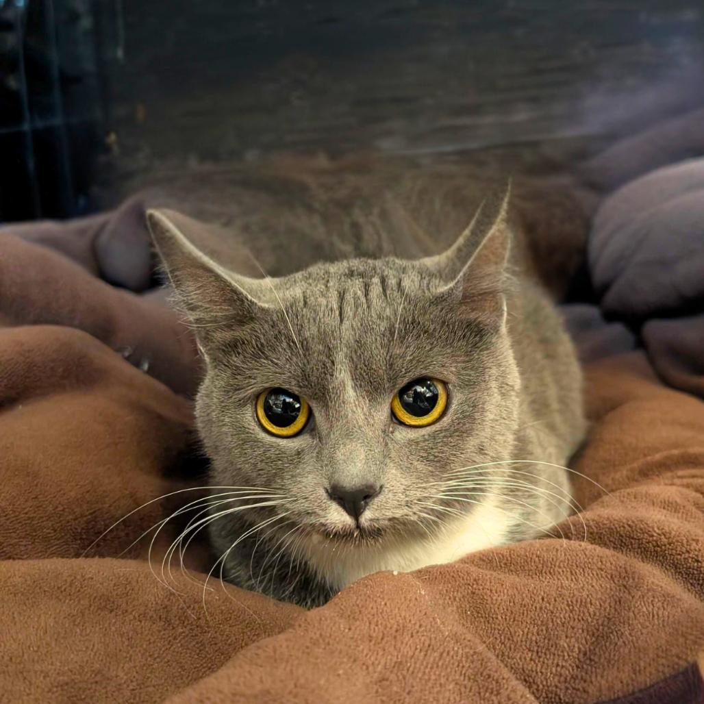 Luna, Adoptable, Young Female Domestic Short Hair.