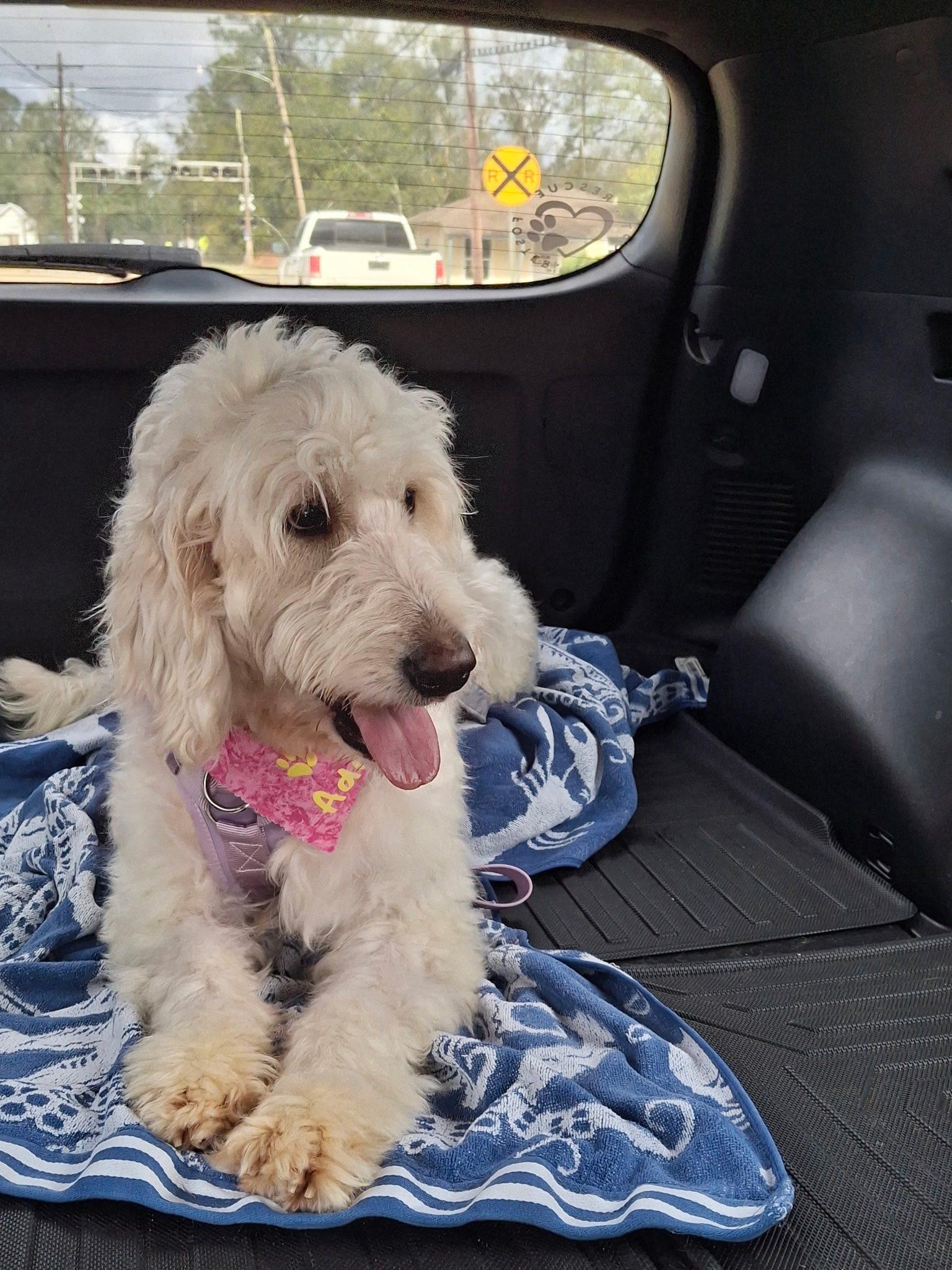 Enlarge Noodle, an adopted mixed breed in Gonzales, LA image 1/1