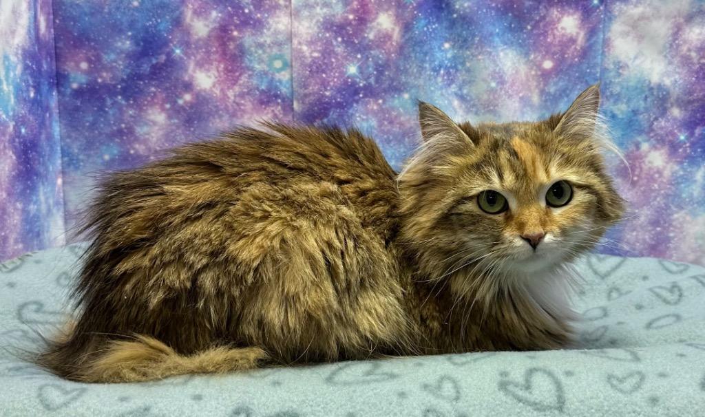 Enlarge Fajita, a Adoptable mixed breed in Washington Court House, OH image 2/2