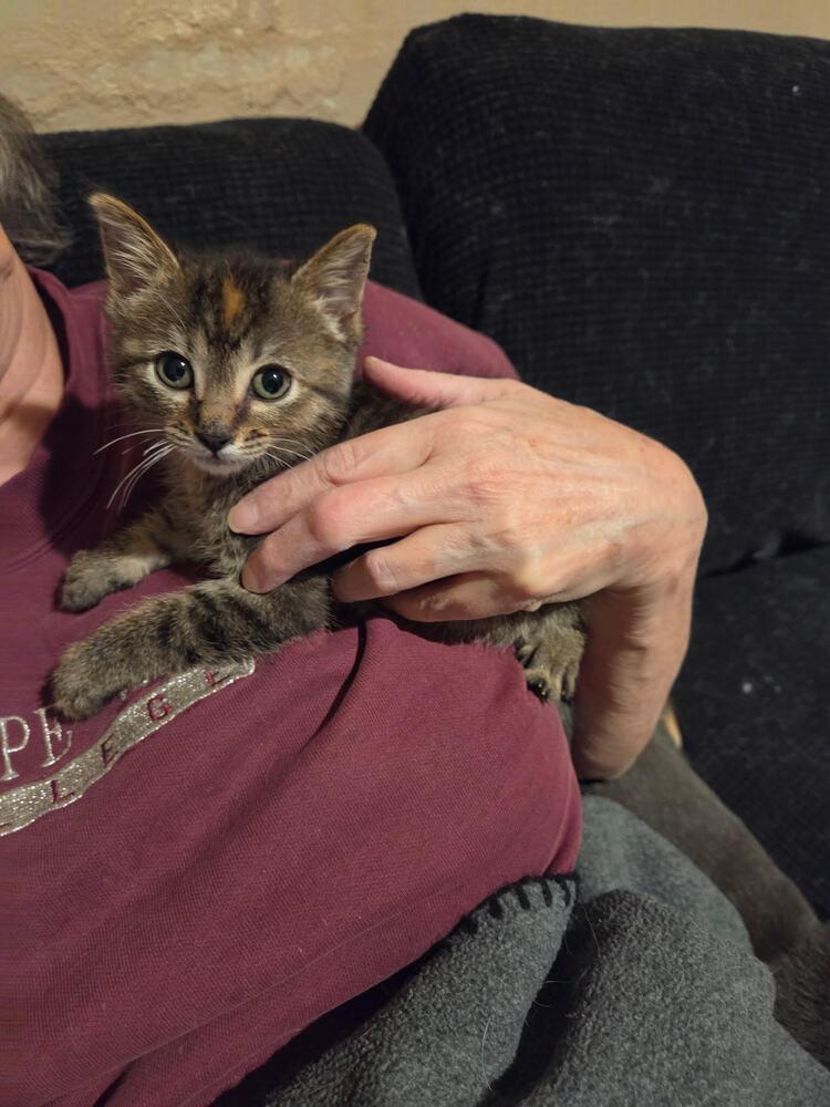 Taquita, Adoptable, Kitten Female Domestic Medium Hair.