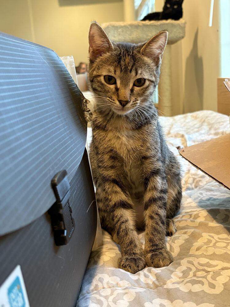 Enlarge Taquita, a Adoptable Domestic Medium Hair in Lancaster, CA image 2/2