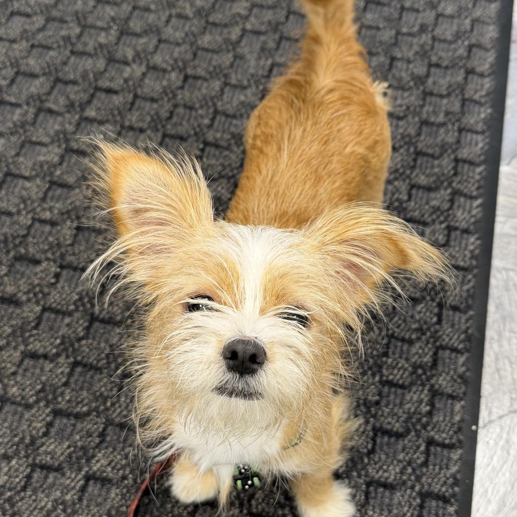 Buttercup, Adoptable, Young Female Shih Tzu & Corgi.