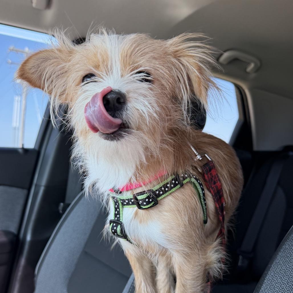 Enlarge Buttercup, a Adoptable mixed breed in Hudson, IL image 2/4