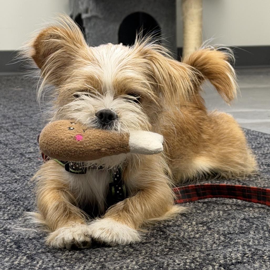 Enlarge Buttercup, a Adoptable mixed breed in Hudson, IL image 4/4