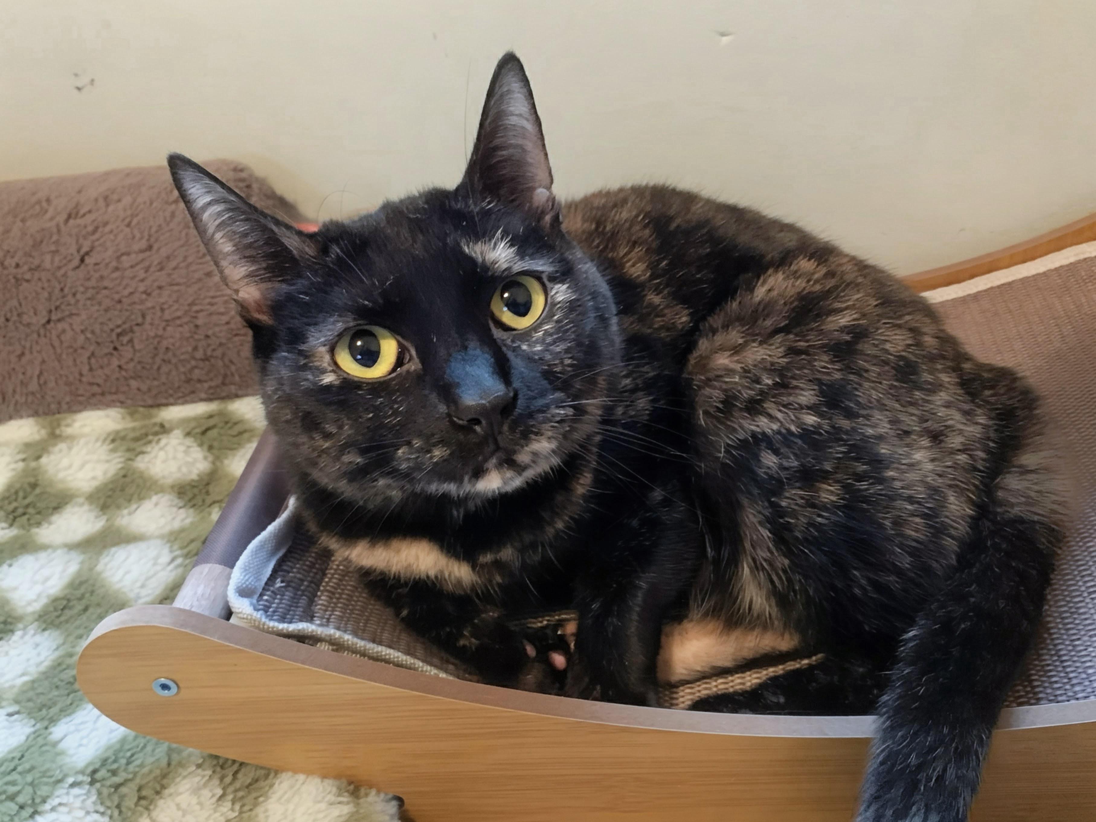 Enlarge Queen Victoria, a ADOPTABLE Domestic Short Hair in Apex, NC image 2/6