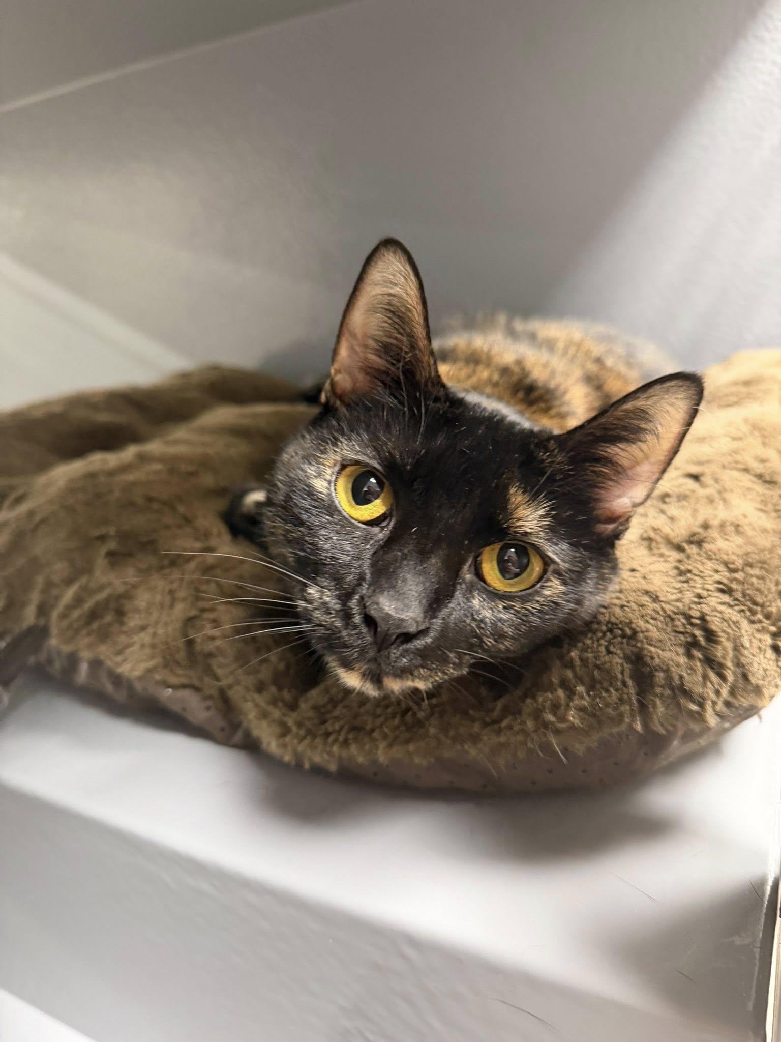 Queen Victoria, a ADOPTABLE Domestic Short Hair in Apex, NC image 1/6