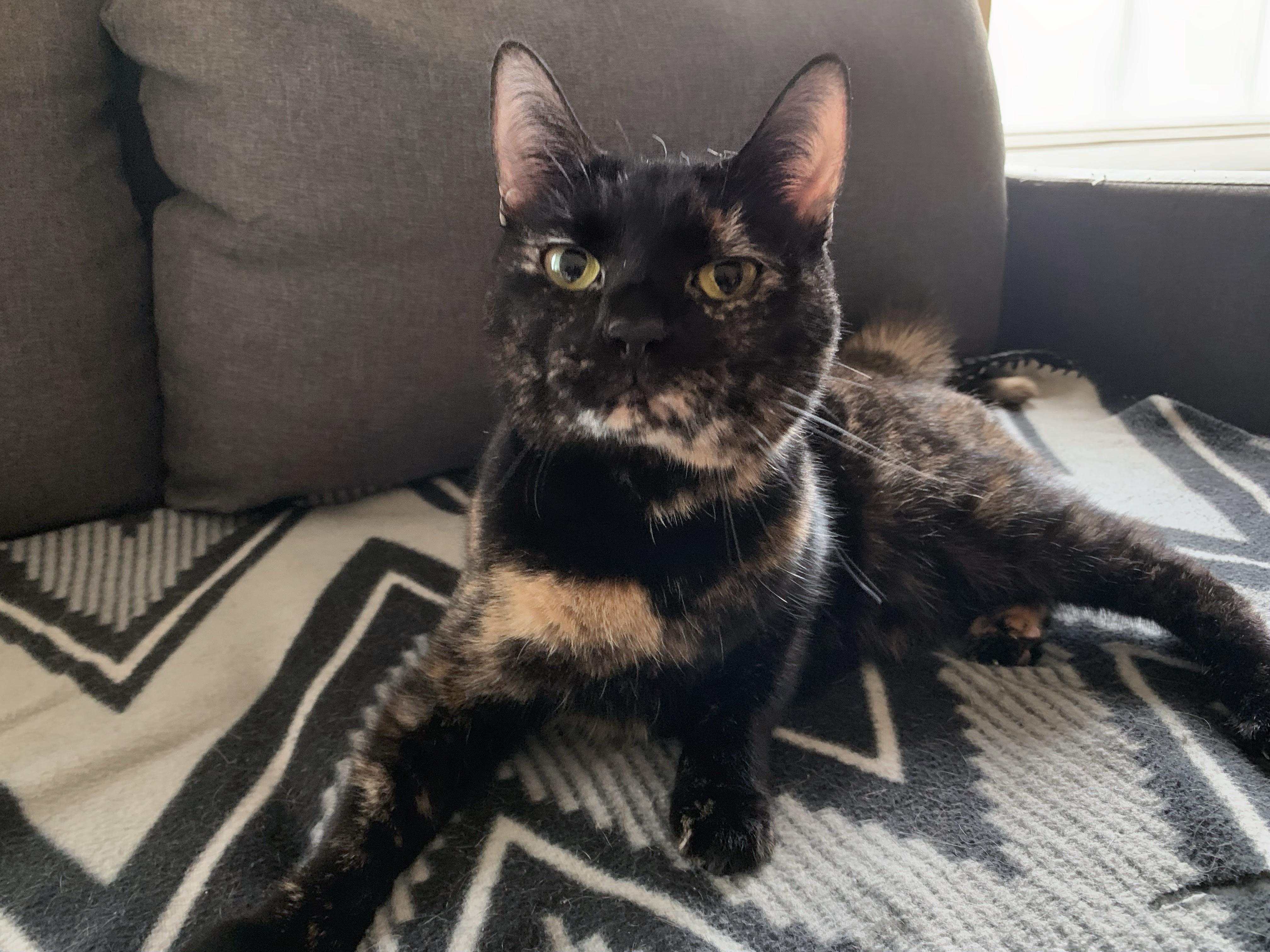 Enlarge Queen Victoria, a ADOPTABLE Domestic Short Hair in Apex, NC image 5/6
