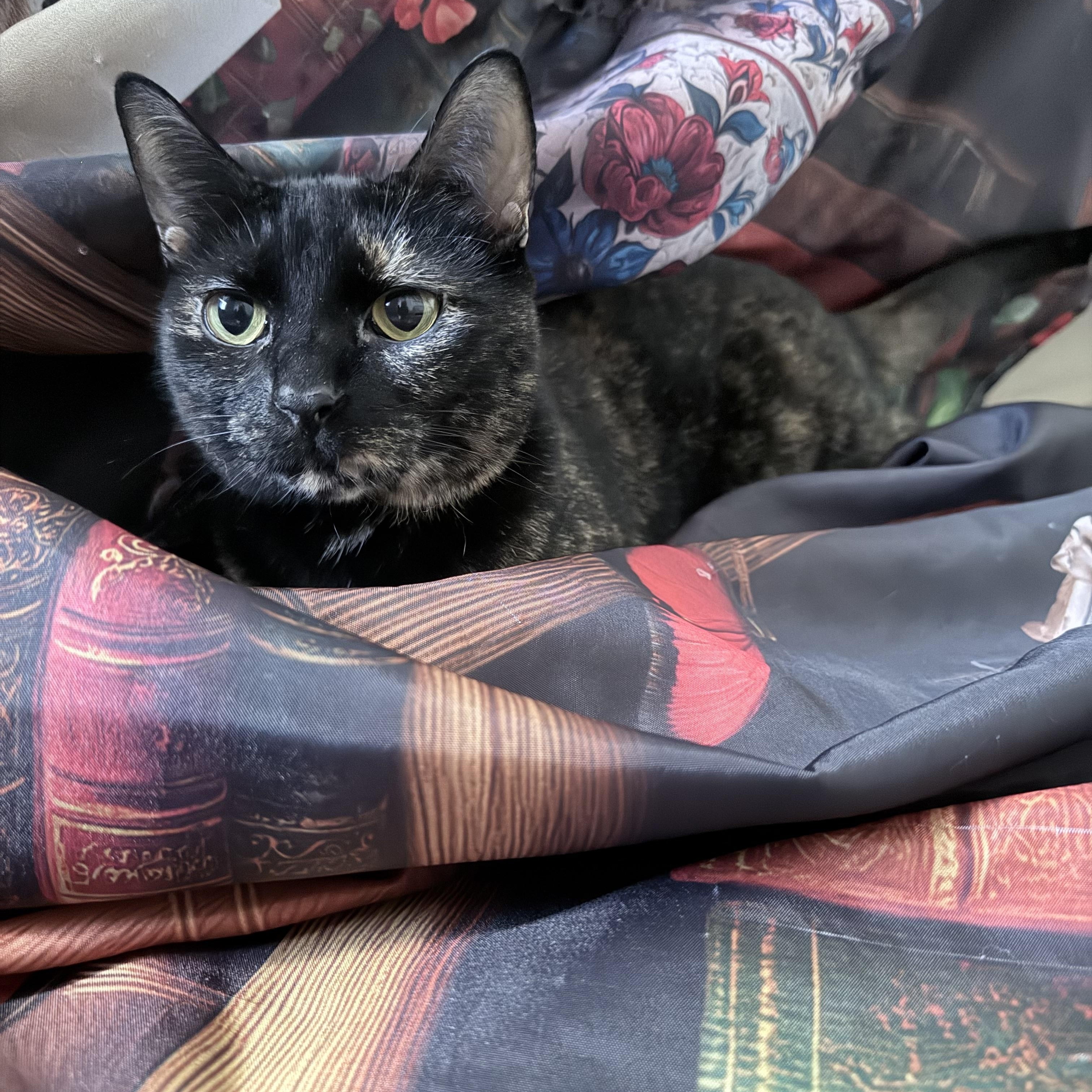 Enlarge Queen Victoria, a ADOPTABLE Domestic Short Hair in Apex, NC image 3/6