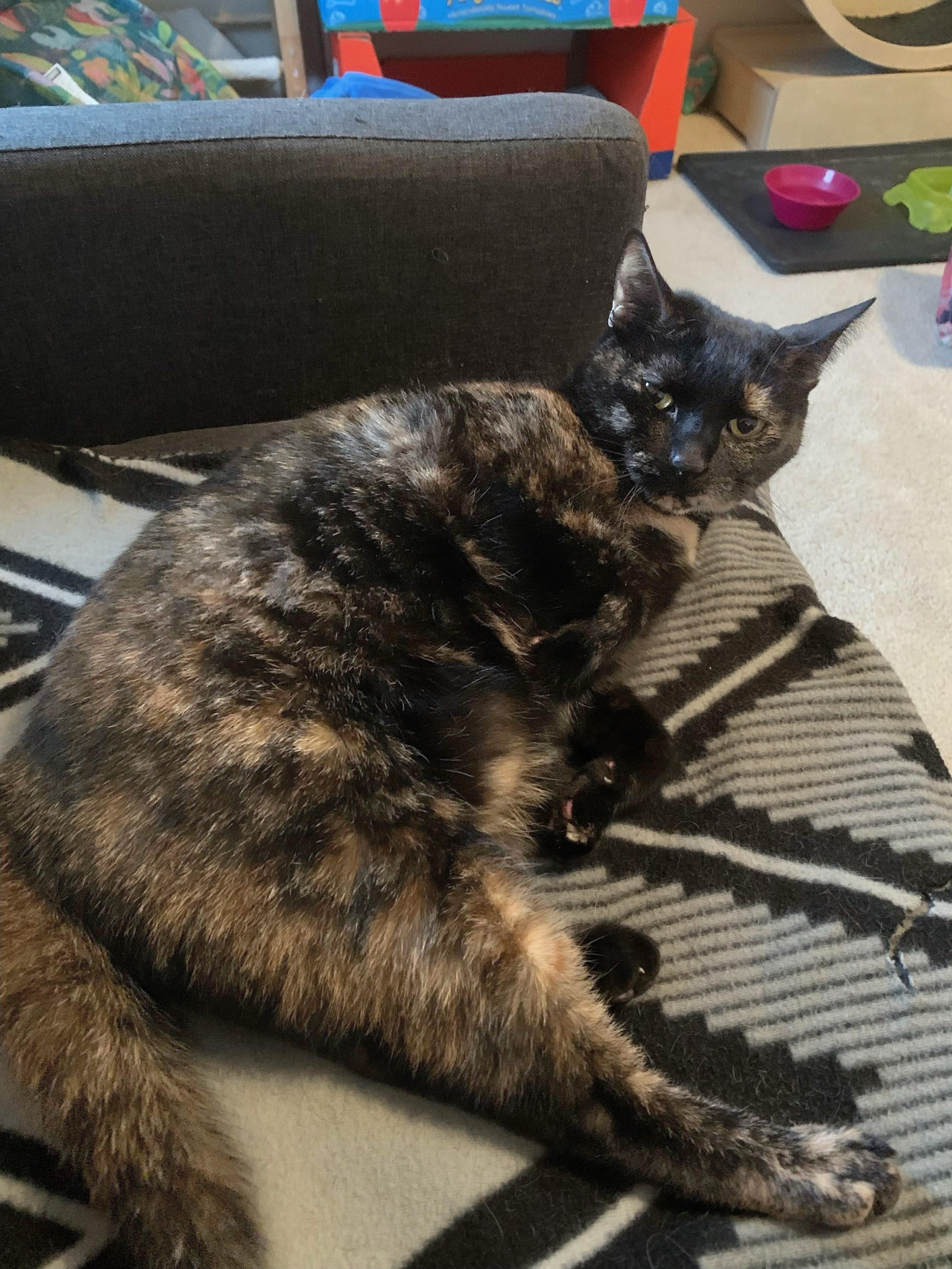 Enlarge Queen Victoria, a ADOPTABLE Domestic Short Hair in Apex, NC image 6/6