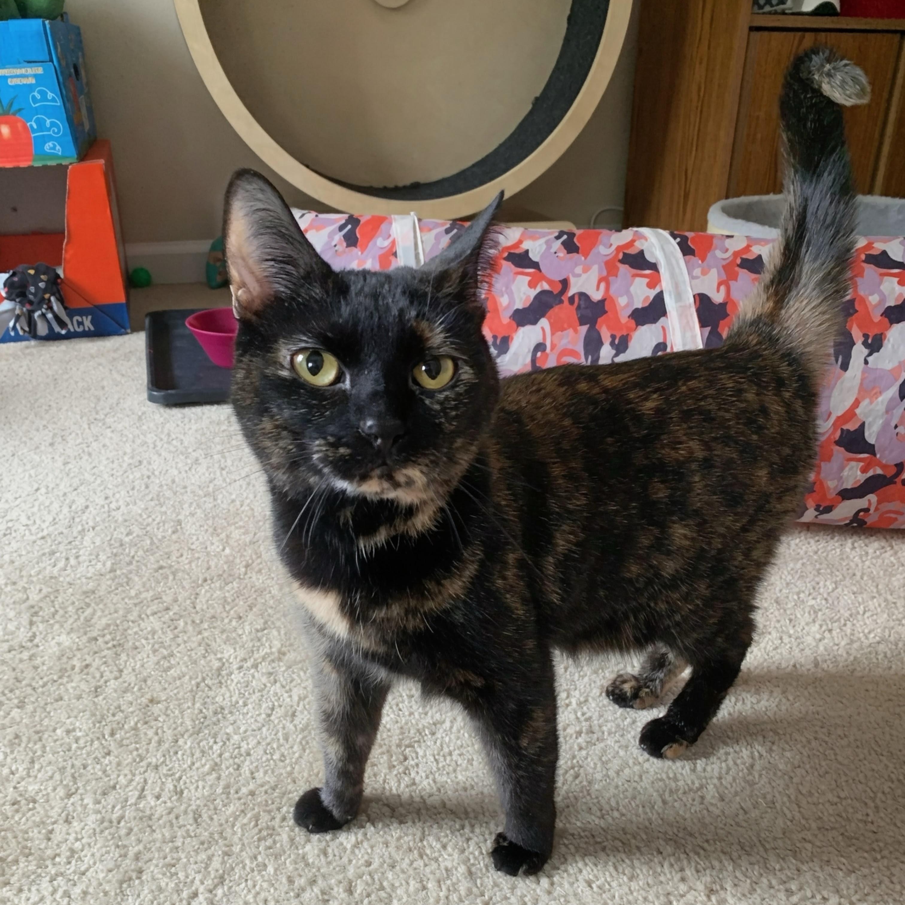 Queen Victoria, ADOPTABLE, Adult Female Domestic Short Hair.