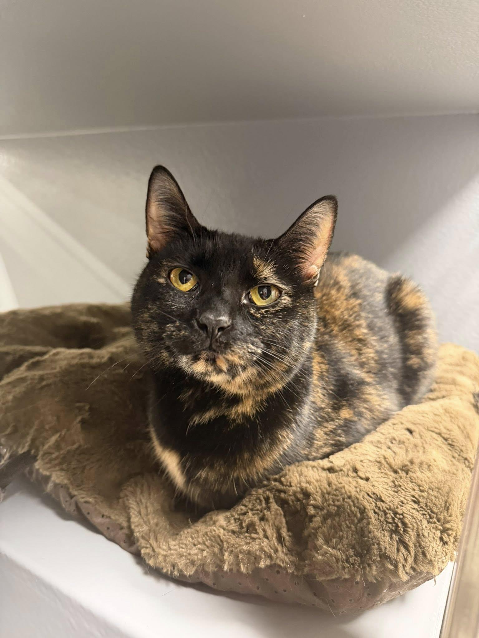 Queen Victoria, a ADOPTABLE Domestic Short Hair in Apex, NC image 6/6