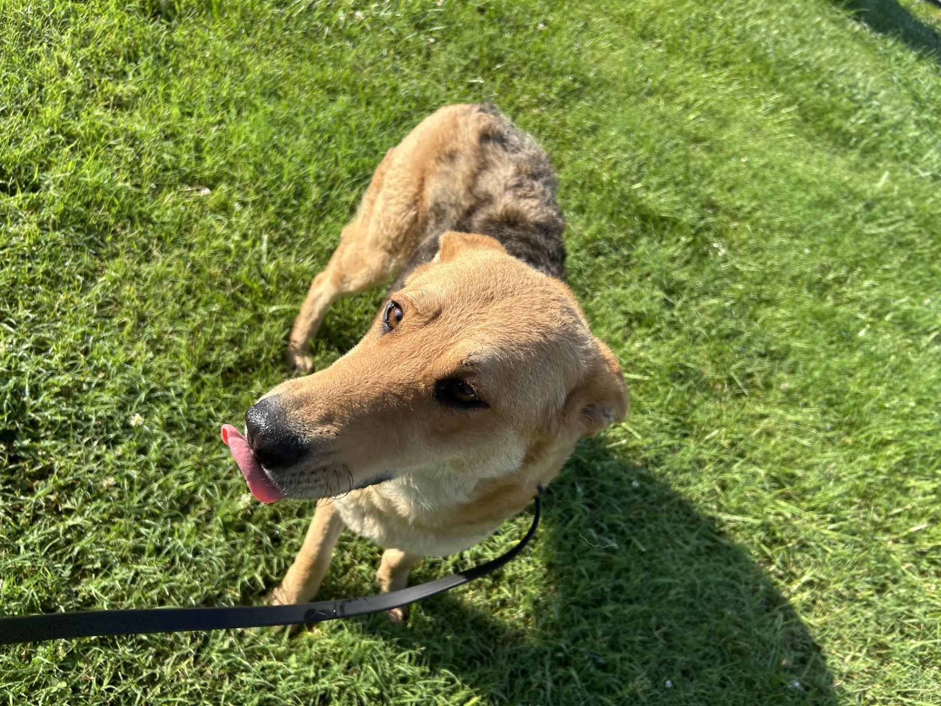 Sally, Adult Female German Shepherd Dog