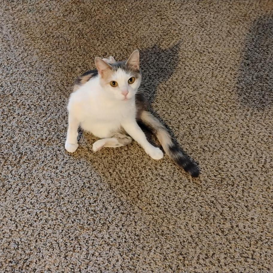 Evelyn, a Adoptable Domestic Short Hair in Chaska, MN image 3/6