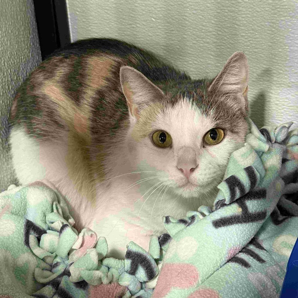 Evelyn, a Adoptable Domestic Short Hair in Chaska, MN image 5/6