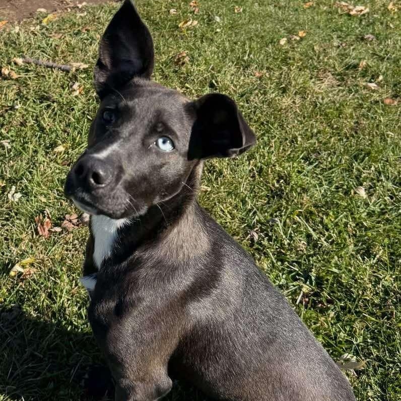 Enlarge Lilah, a Adoptable mixed breed in Valparaiso, IN image 1/1