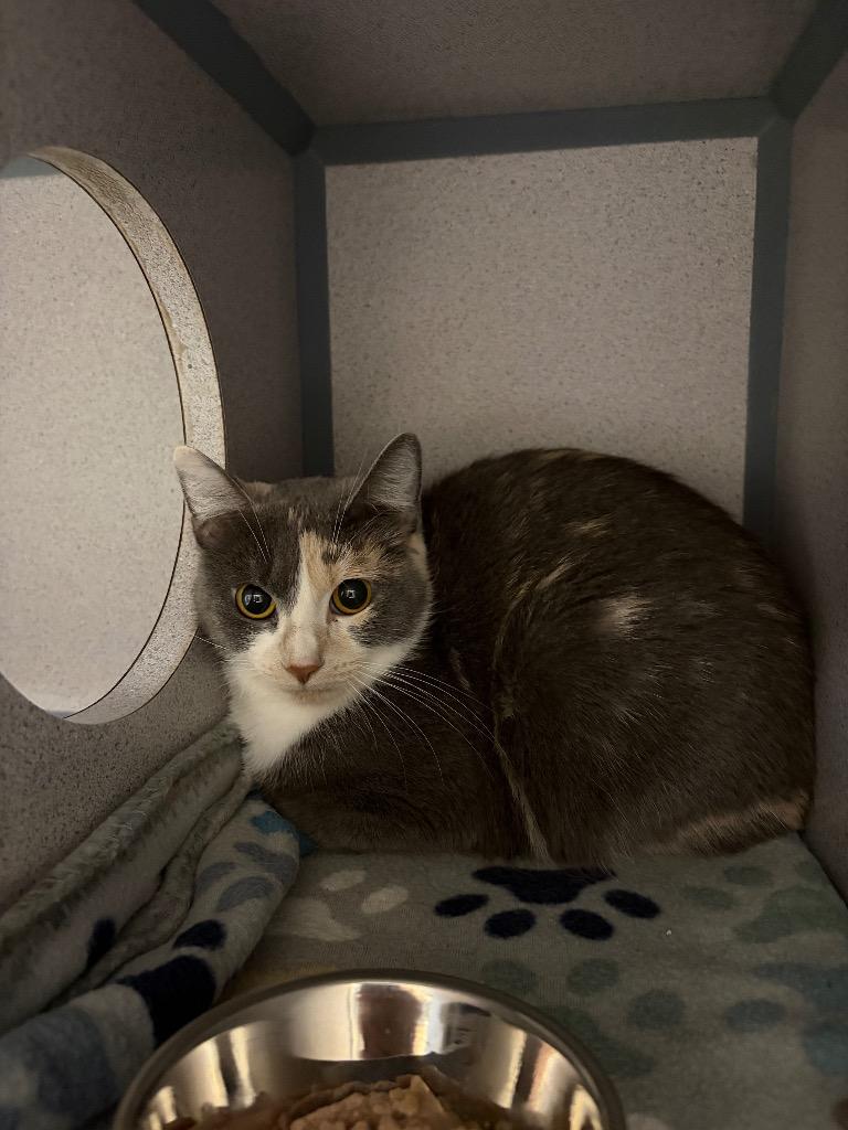 Enlarge Ooshkin, a Adoptable Calico in Liverpool, NY image 1/1