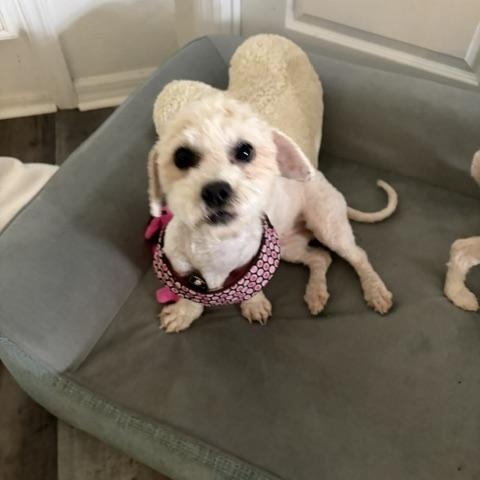 Enlarge Pixie, a Adopted mixed breed in Maitland, FL image 4/4