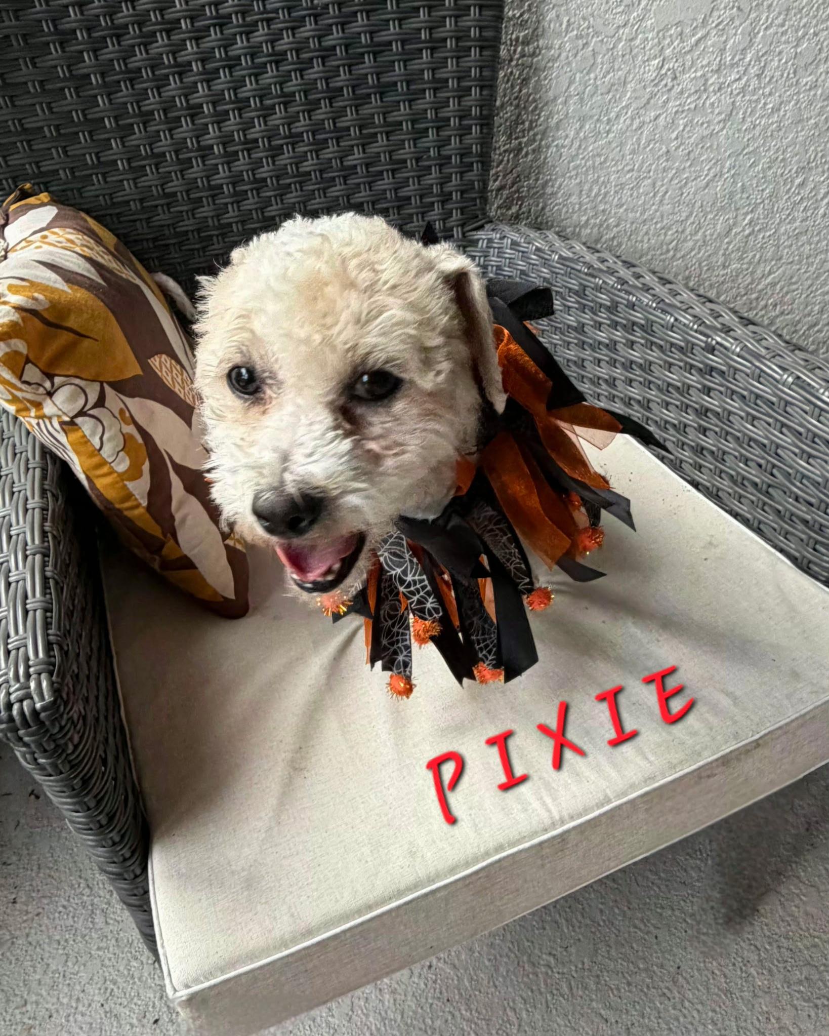 Pixie, Adopted, Adult Female Bichon Frise & Poodle.