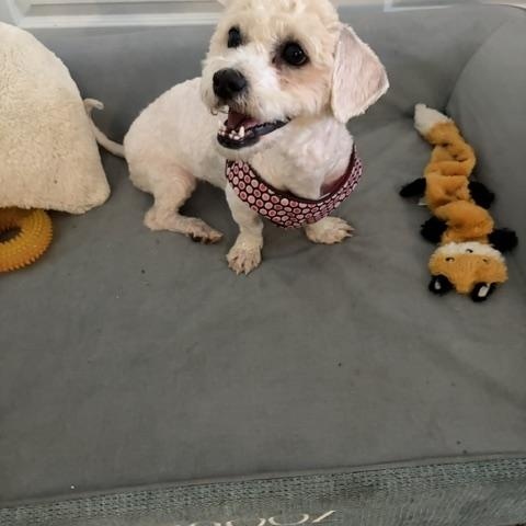 Enlarge Pixie, a Adopted mixed breed in Maitland, FL image 3/4
