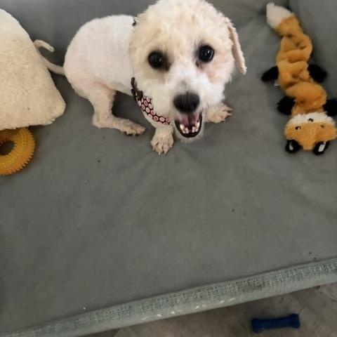 Enlarge Pixie, a Adopted mixed breed in Maitland, FL image 2/4