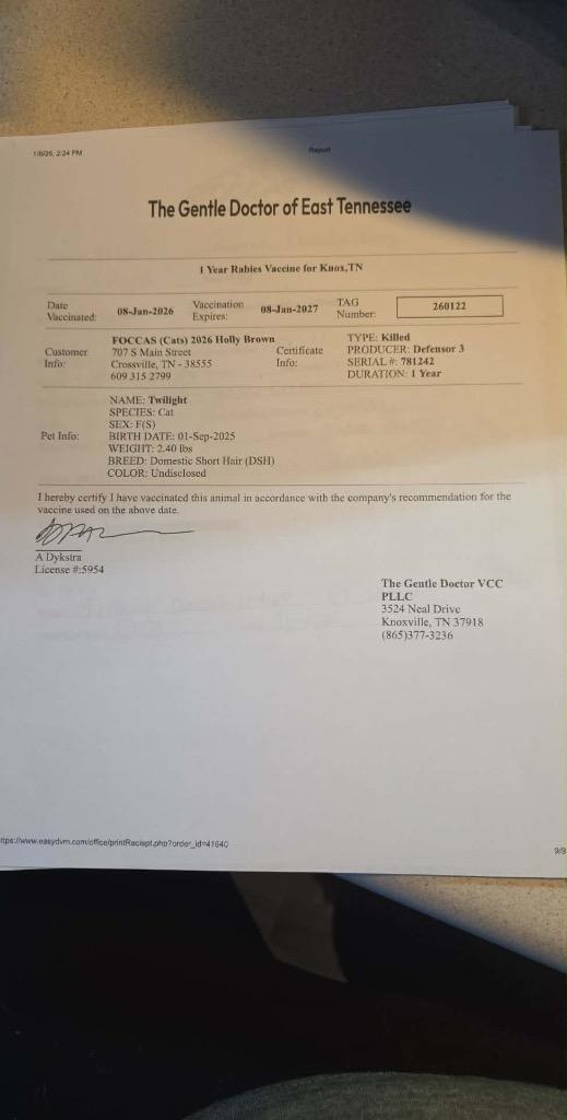 Twilight, Adopted, Kitten Female Domestic Long Hair.