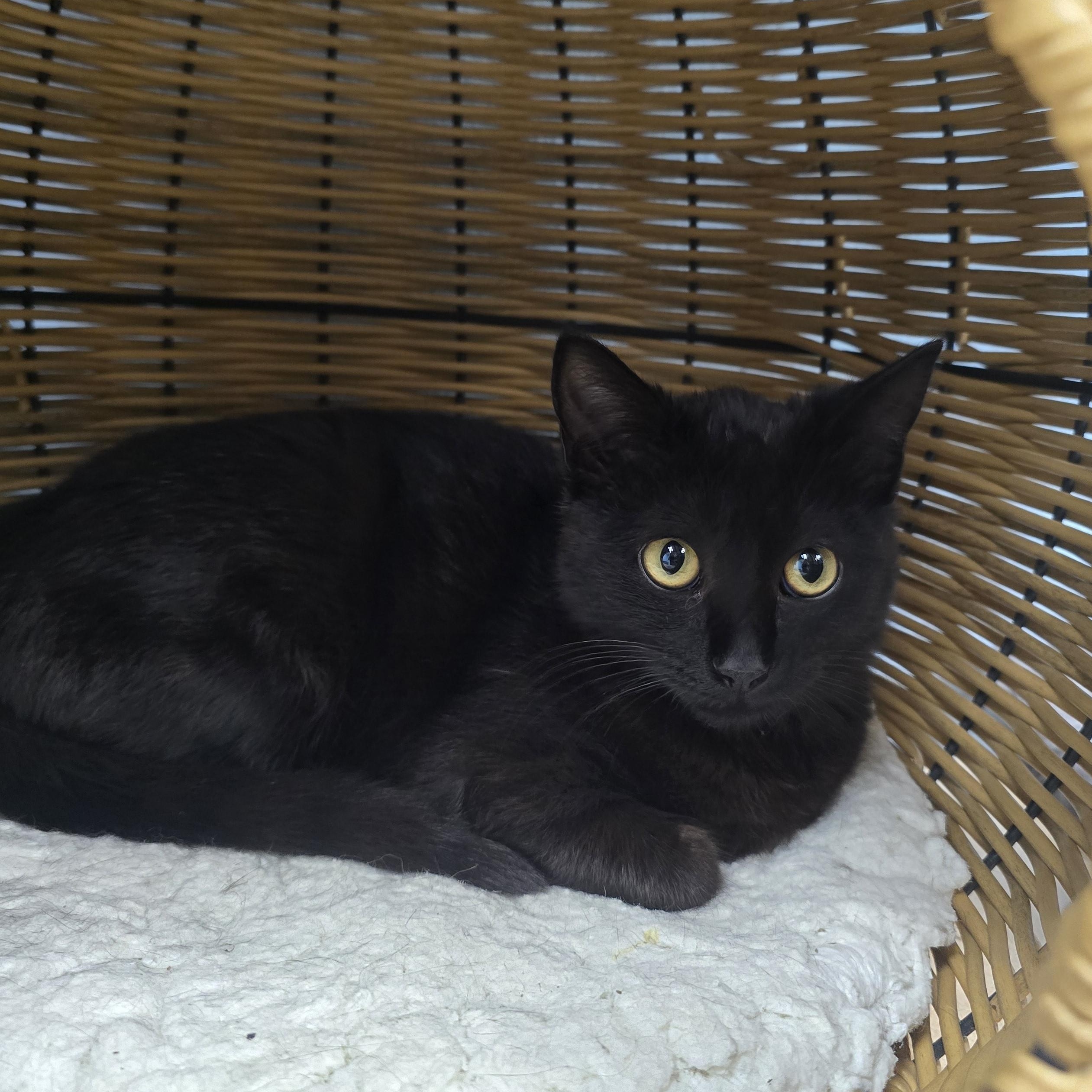 Shade, ADOPTABLE, Young Female Domestic Short Hair.