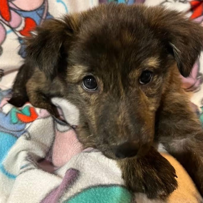 Enlarge Morgan , a ADOPTABLE Mixed Breed in Nantucket, MA image 1/1