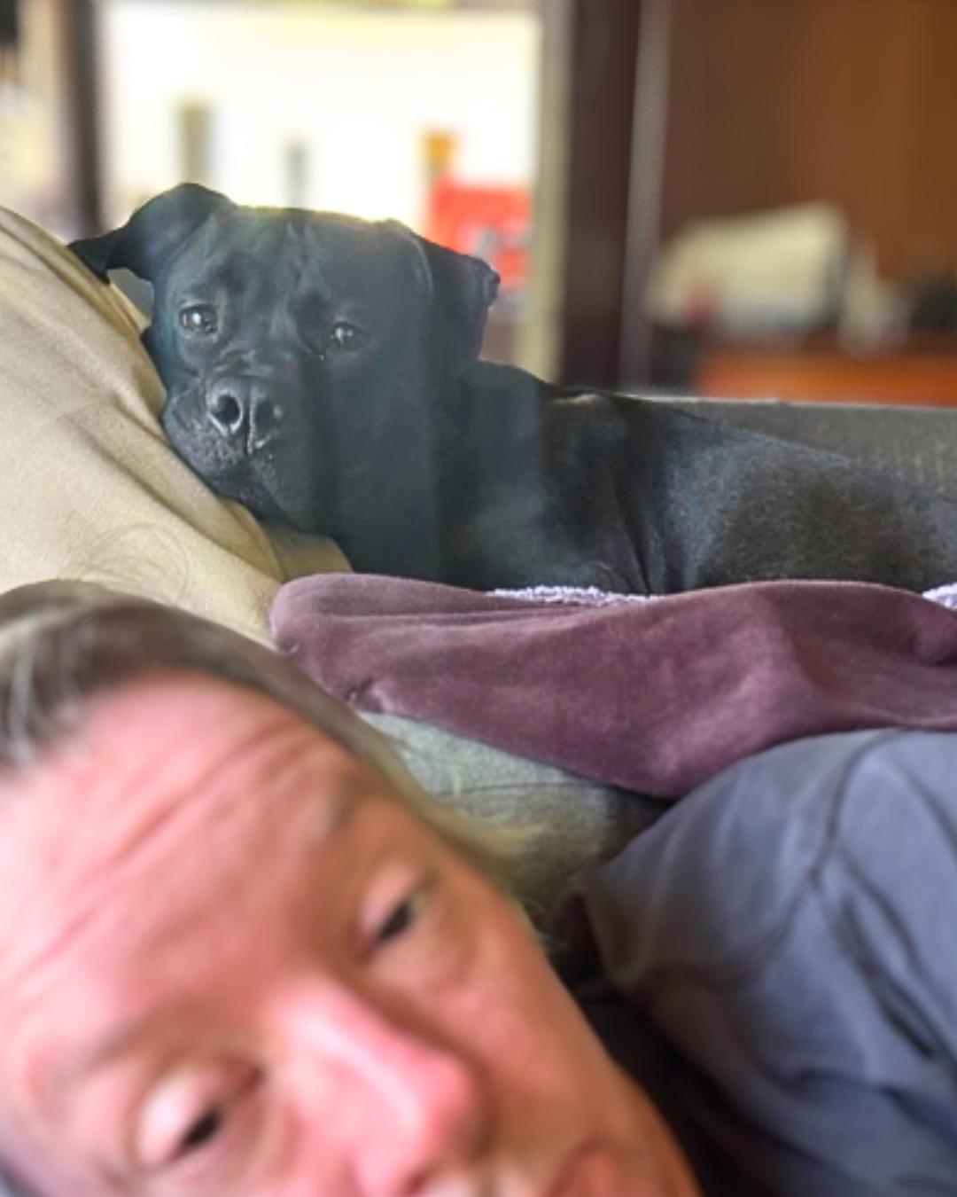 Enlarge Ulo, a Adoptable mixed breed in Valley Village, CA image 5/5