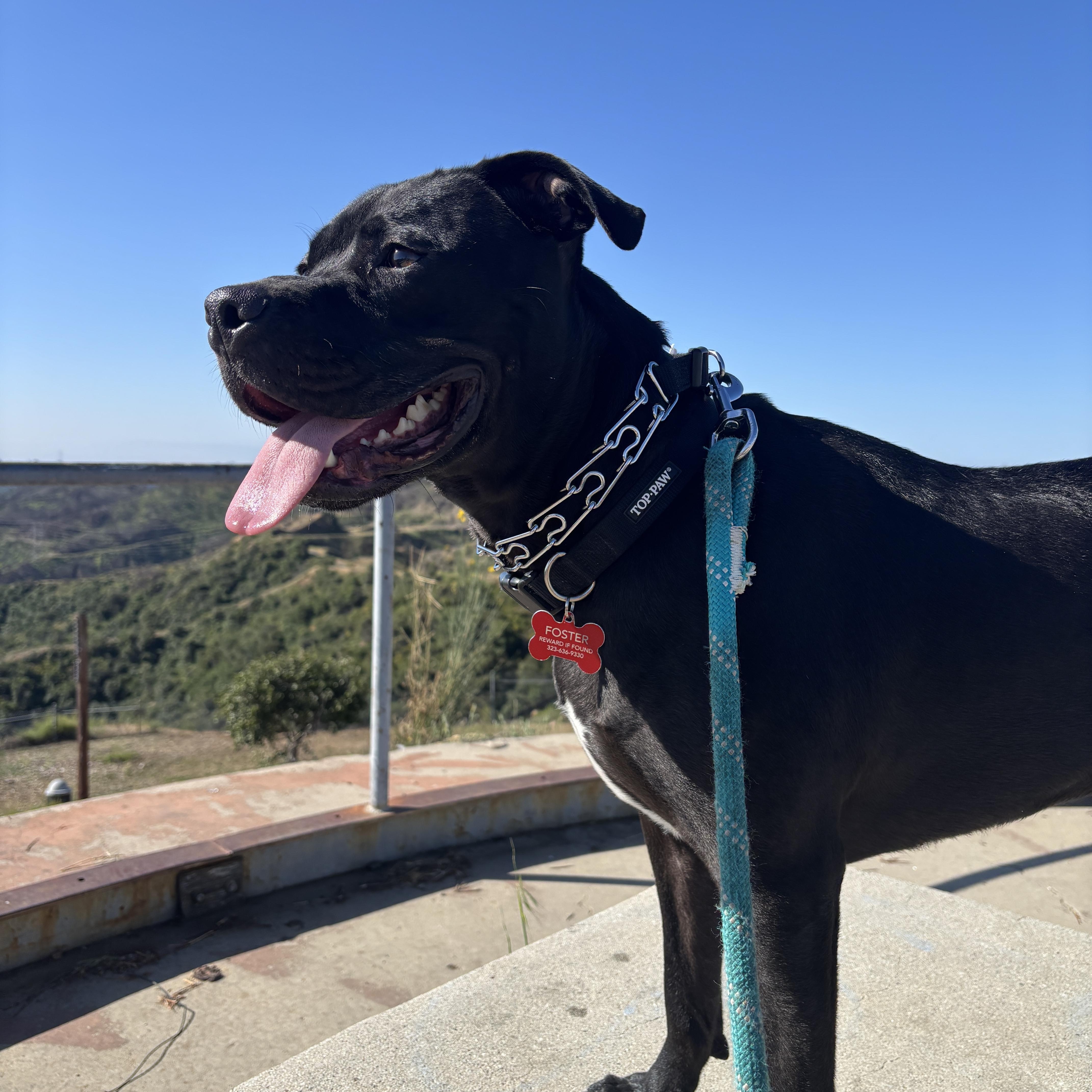 Enlarge Ulo, a Adoptable mixed breed in Valley Village, CA image 4/5
