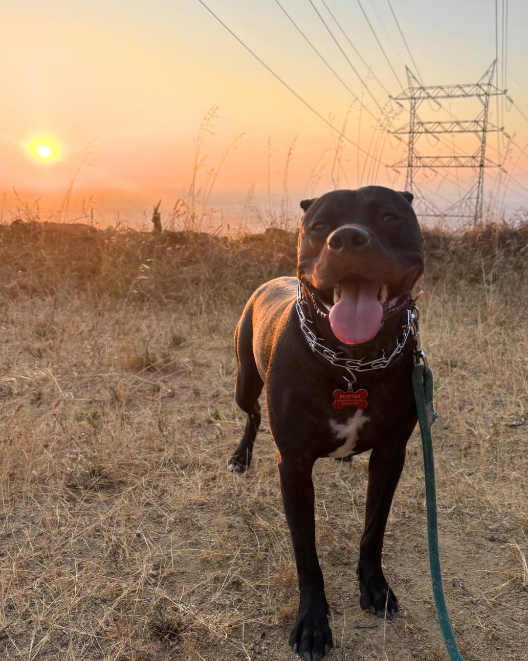 Ulo, Adoptable, Young Male Black Labrador Retriever & Pit Bull Terrier.