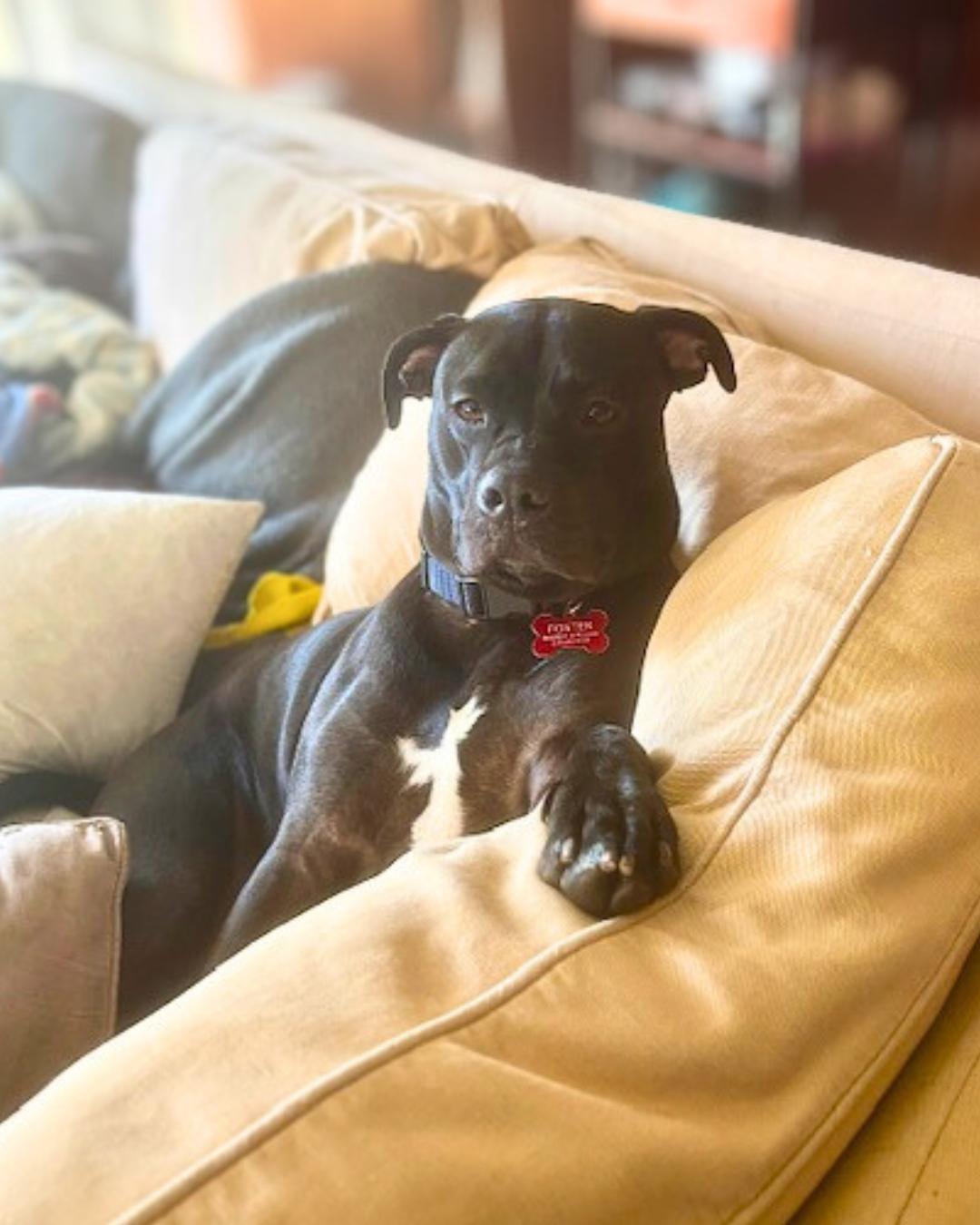 Ulo, Adoptable, Young Male Black Labrador Retriever & Pit Bull Terrier.