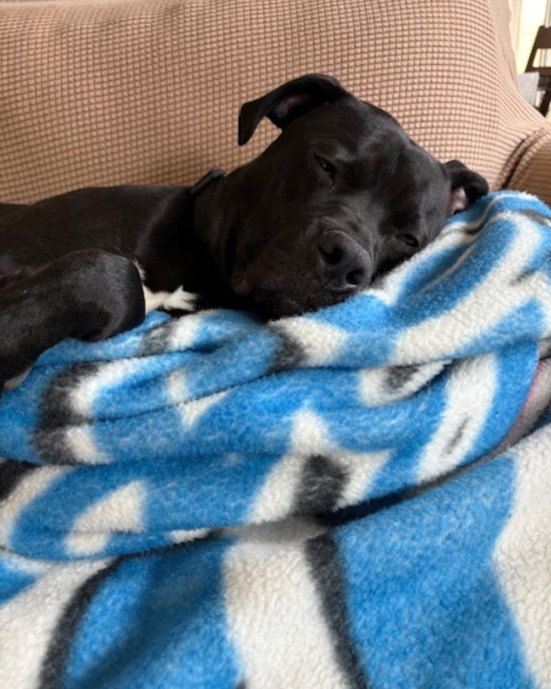 Enlarge Ulo, a Adoptable mixed breed in Valley Village, CA image 2/5