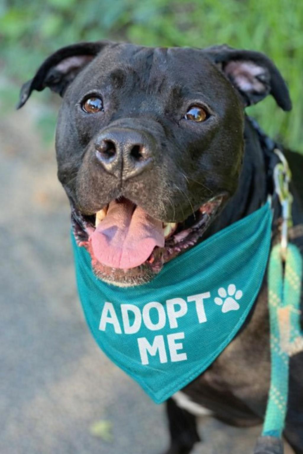 Enlarge Ulo, a Adoptable mixed breed in Valley Village, CA image 1/5