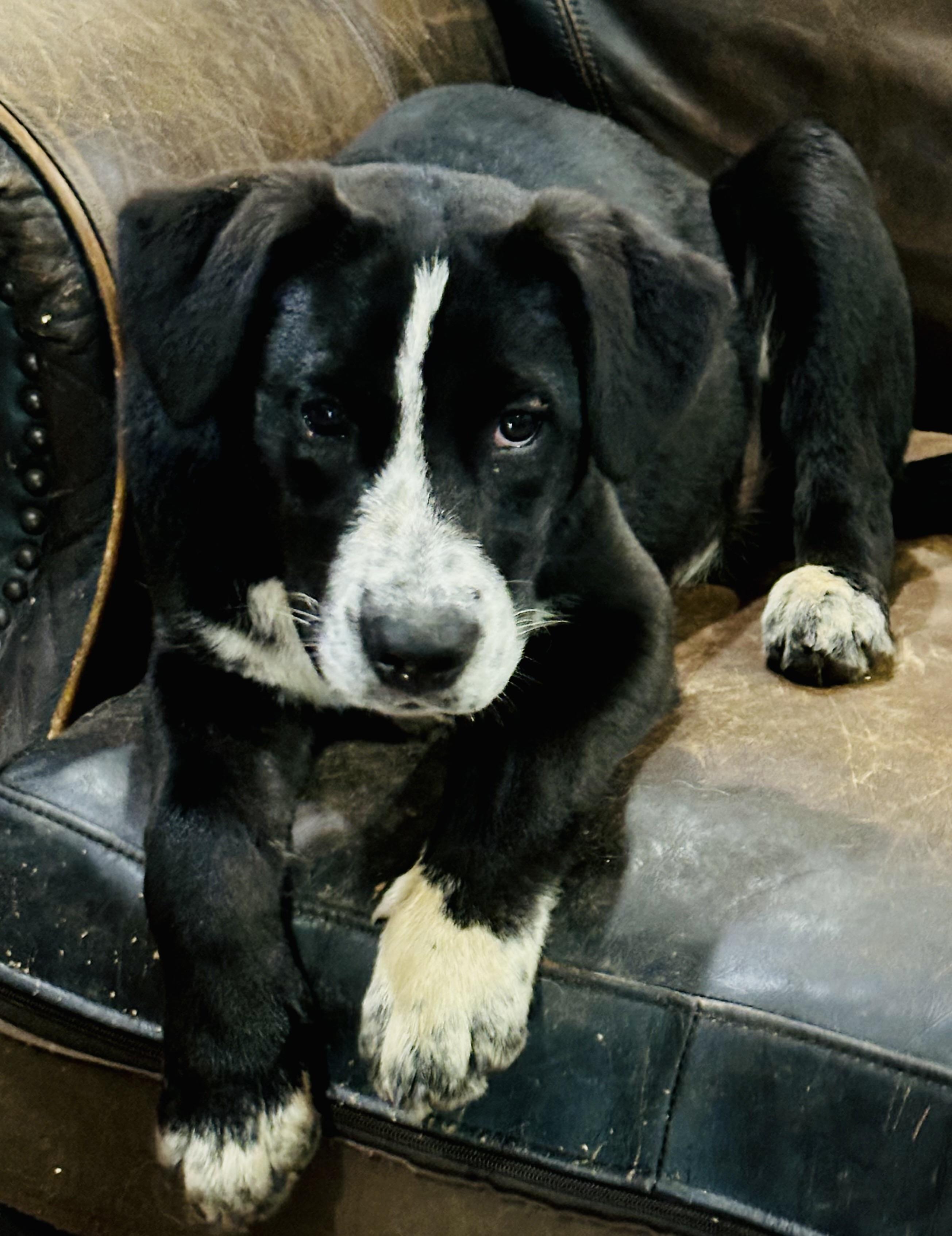 Enlarge Daisy, a Adoptable mixed breed in Choctaw, OK image 4/4