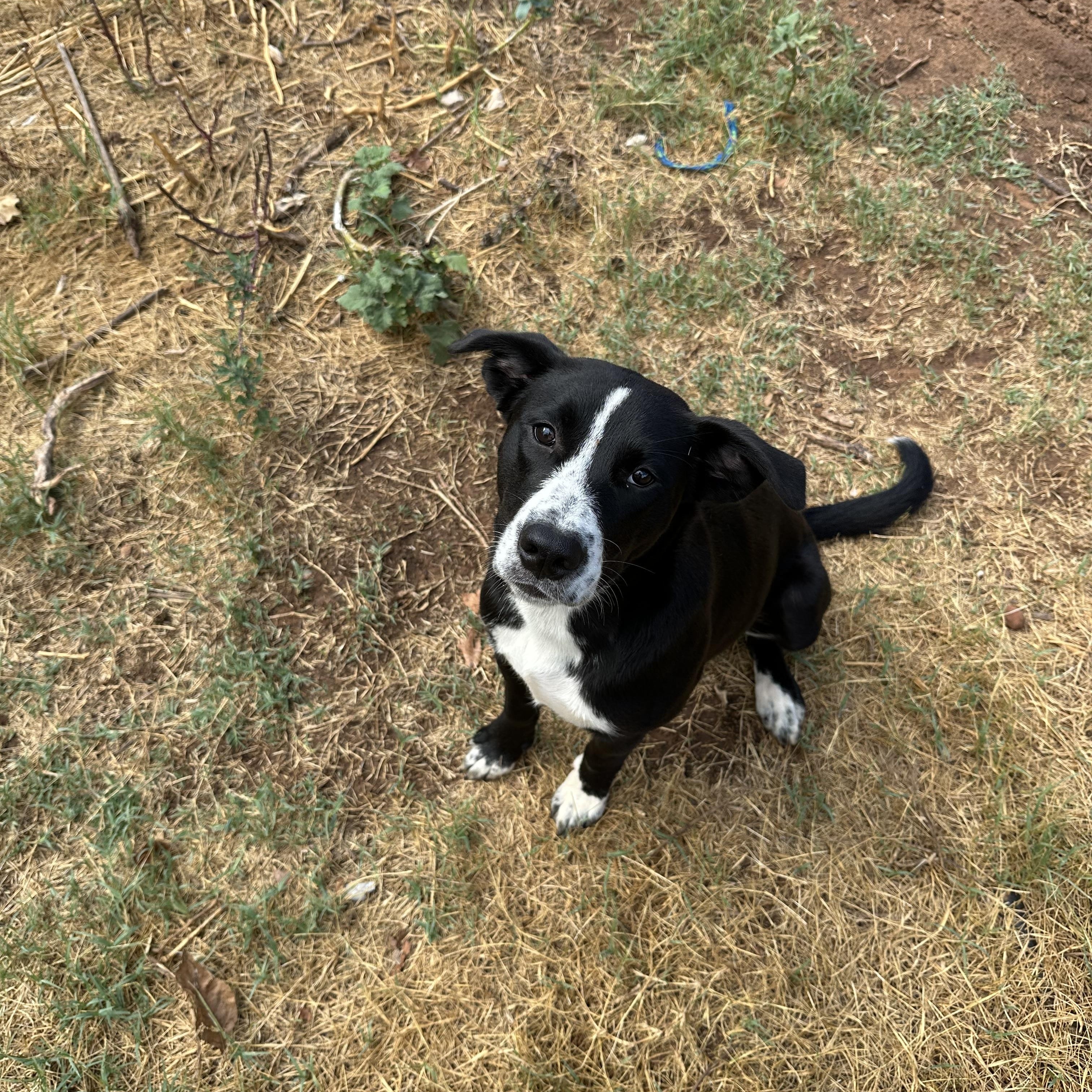Daisy, Adoptable, Young Female Cattle Dog & American Staffordshire Terrier.