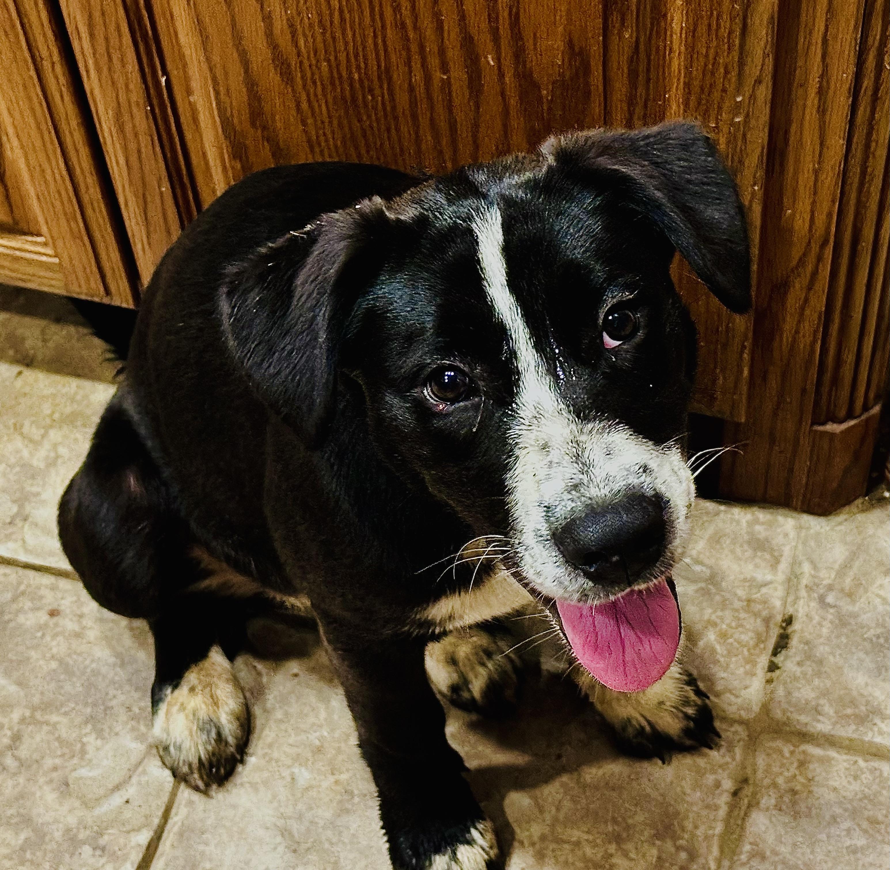 Enlarge Daisy, a Adoptable mixed breed in Choctaw, OK image 3/4