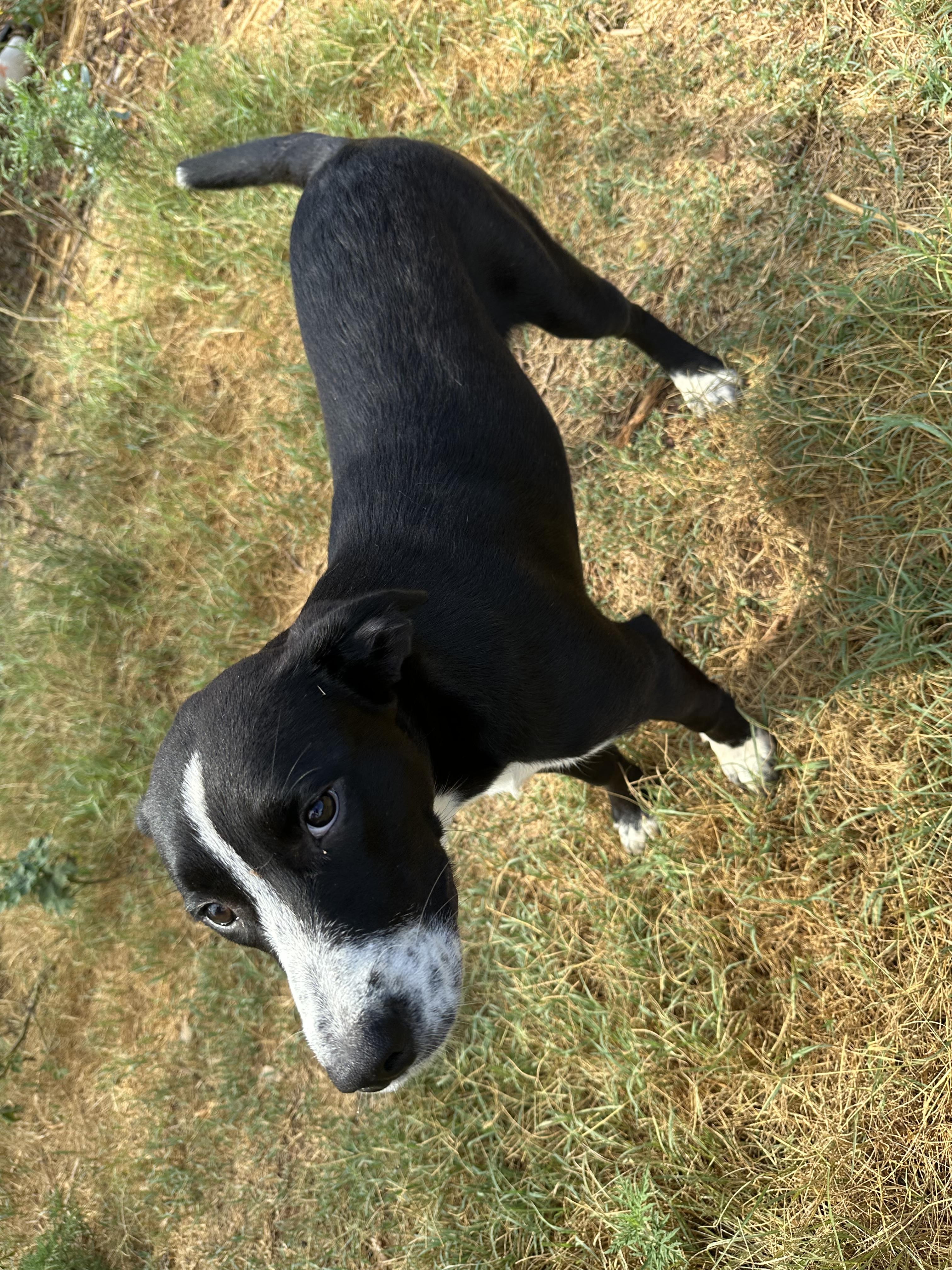 Enlarge Daisy, a Adoptable mixed breed in Choctaw, OK image 2/4