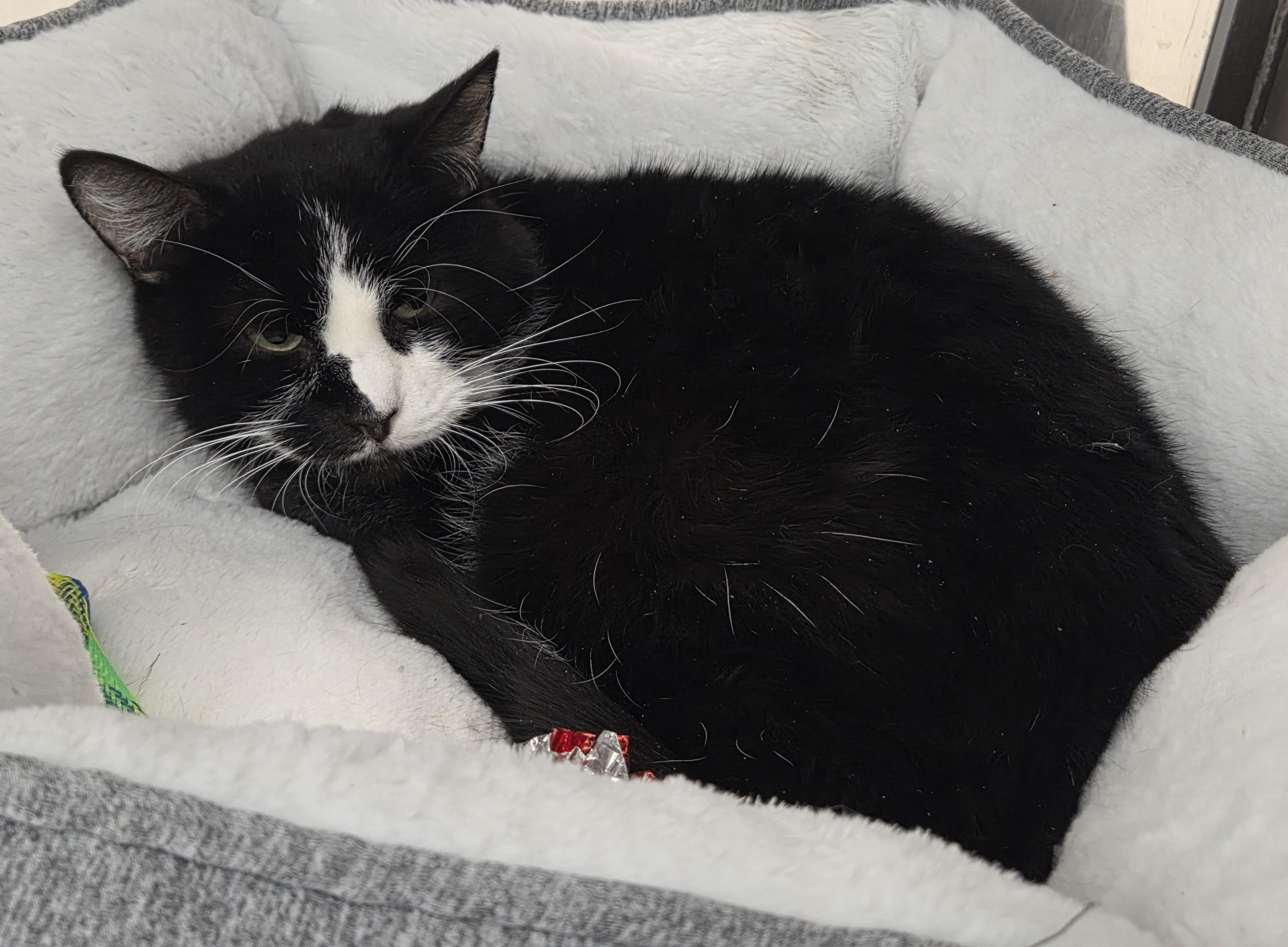 Enlarge Toby, an adopted Tuxedo in Millville, UT image 2/2