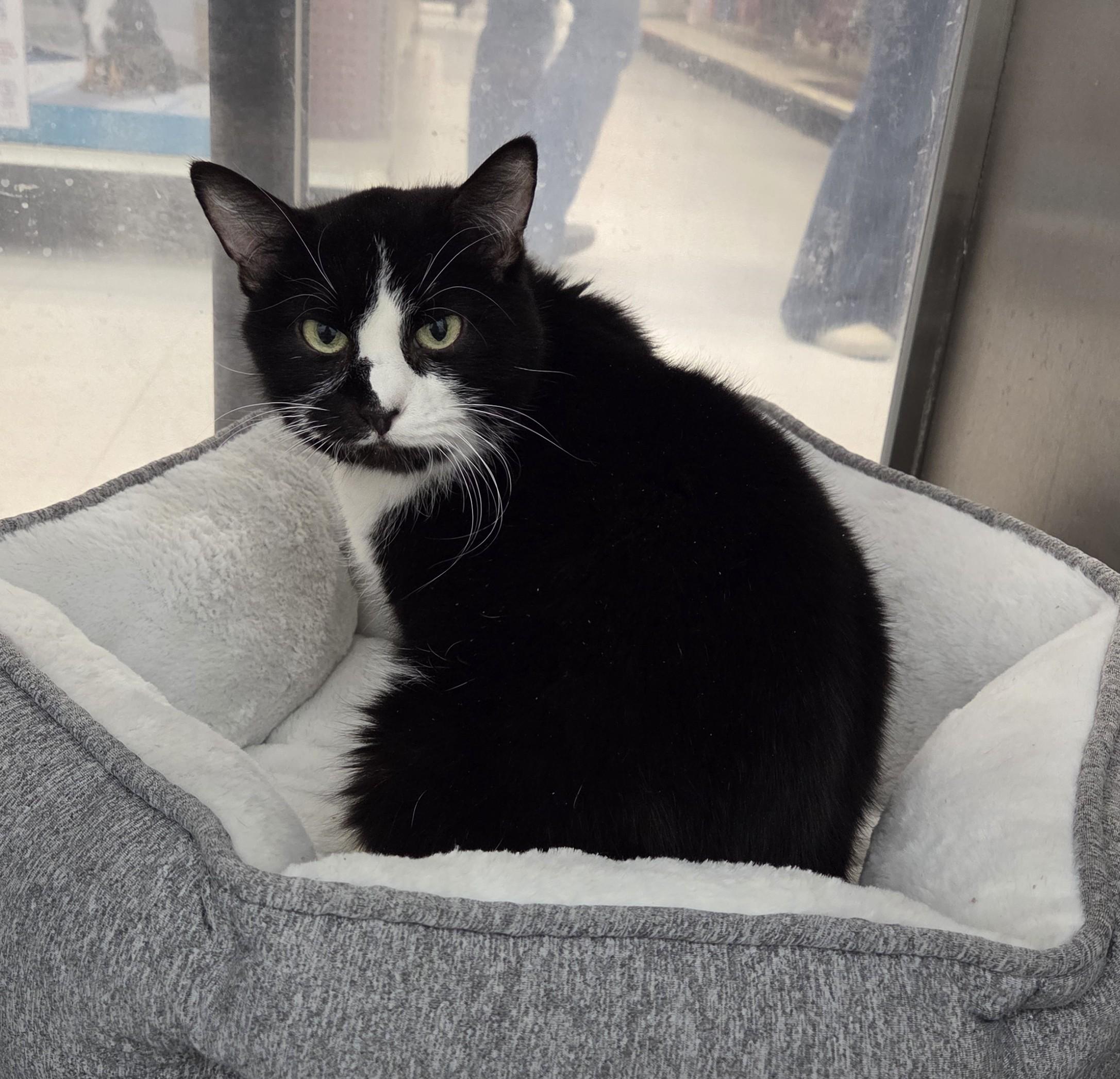Enlarge Toby, an adopted Tuxedo in Millville, UT image 1/2