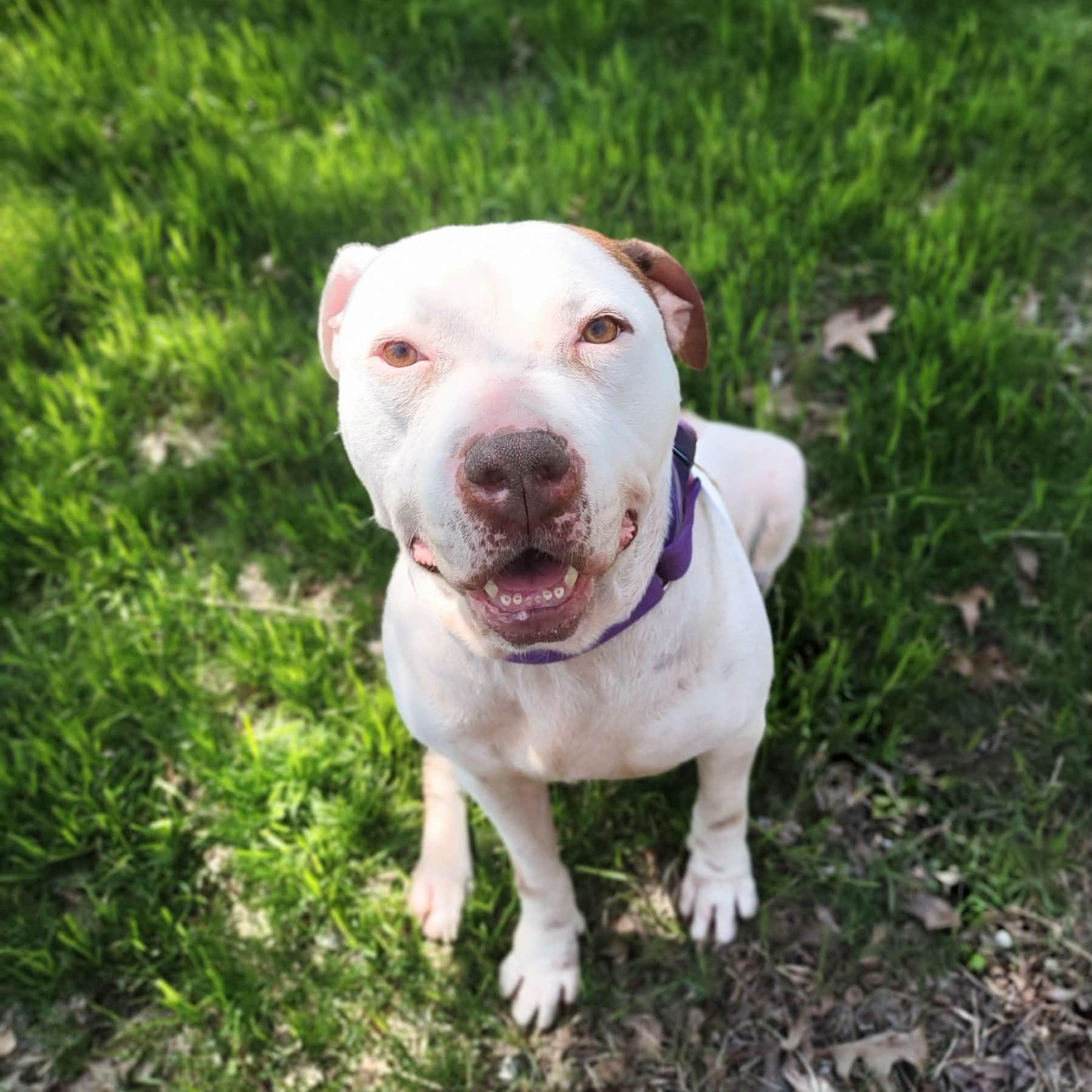 Enlarge Elsa Ask to Meet!! In Foster!!, a Adoptable mixed breed in Elyria, OH image 2/6