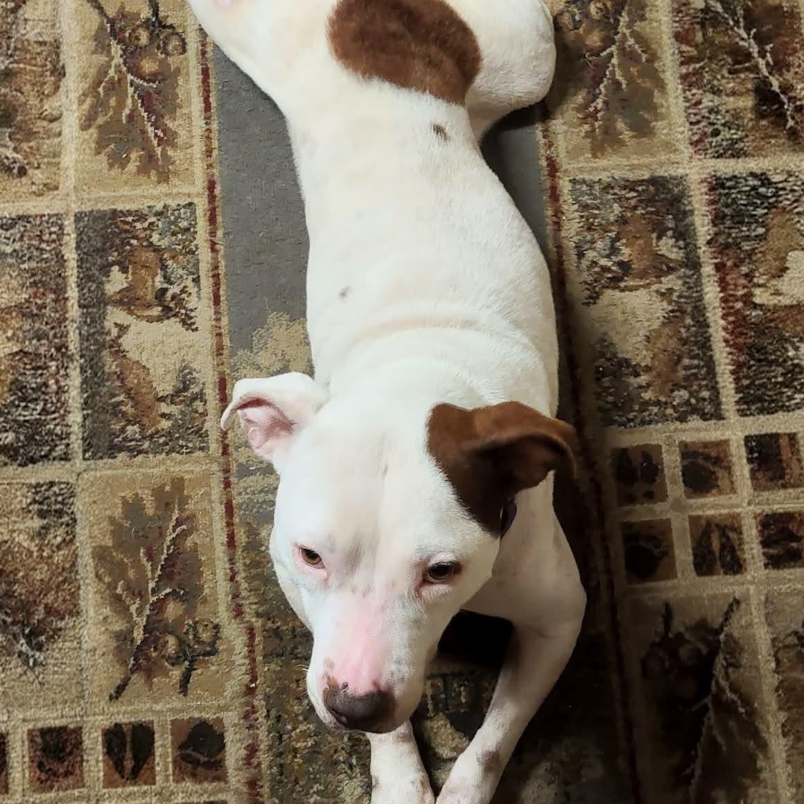 Enlarge Elsa Ask to Meet!! In Foster!!, a Adoptable mixed breed in Elyria, OH image 3/6