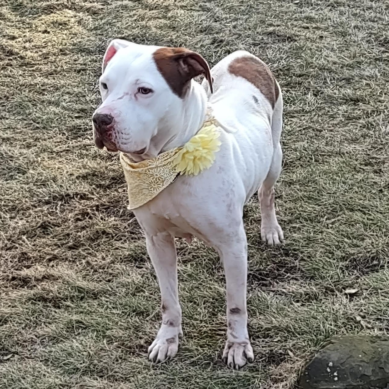 Enlarge Elsa Ask to Meet!! In Foster!!, a Adoptable mixed breed in Elyria, OH image 5/6