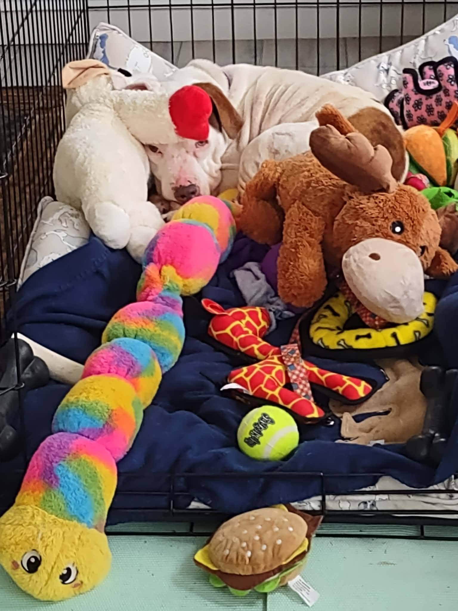 Enlarge Elsa Ask to Meet!! In Foster!!, a Adoptable mixed breed in Elyria, OH image 4/6