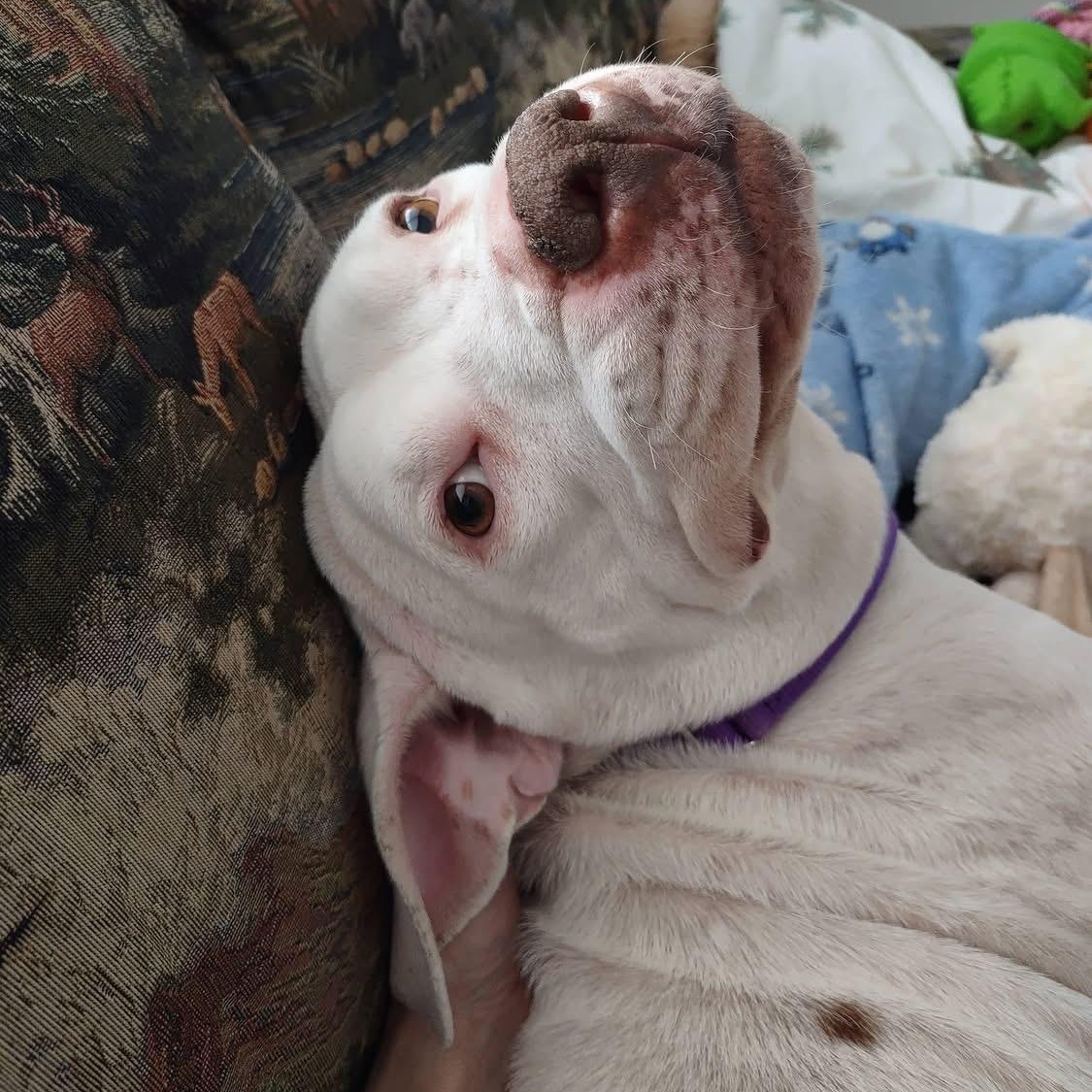 Enlarge Elsa Ask to Meet!! In Foster!!, a Adoptable mixed breed in Elyria, OH image 3/6