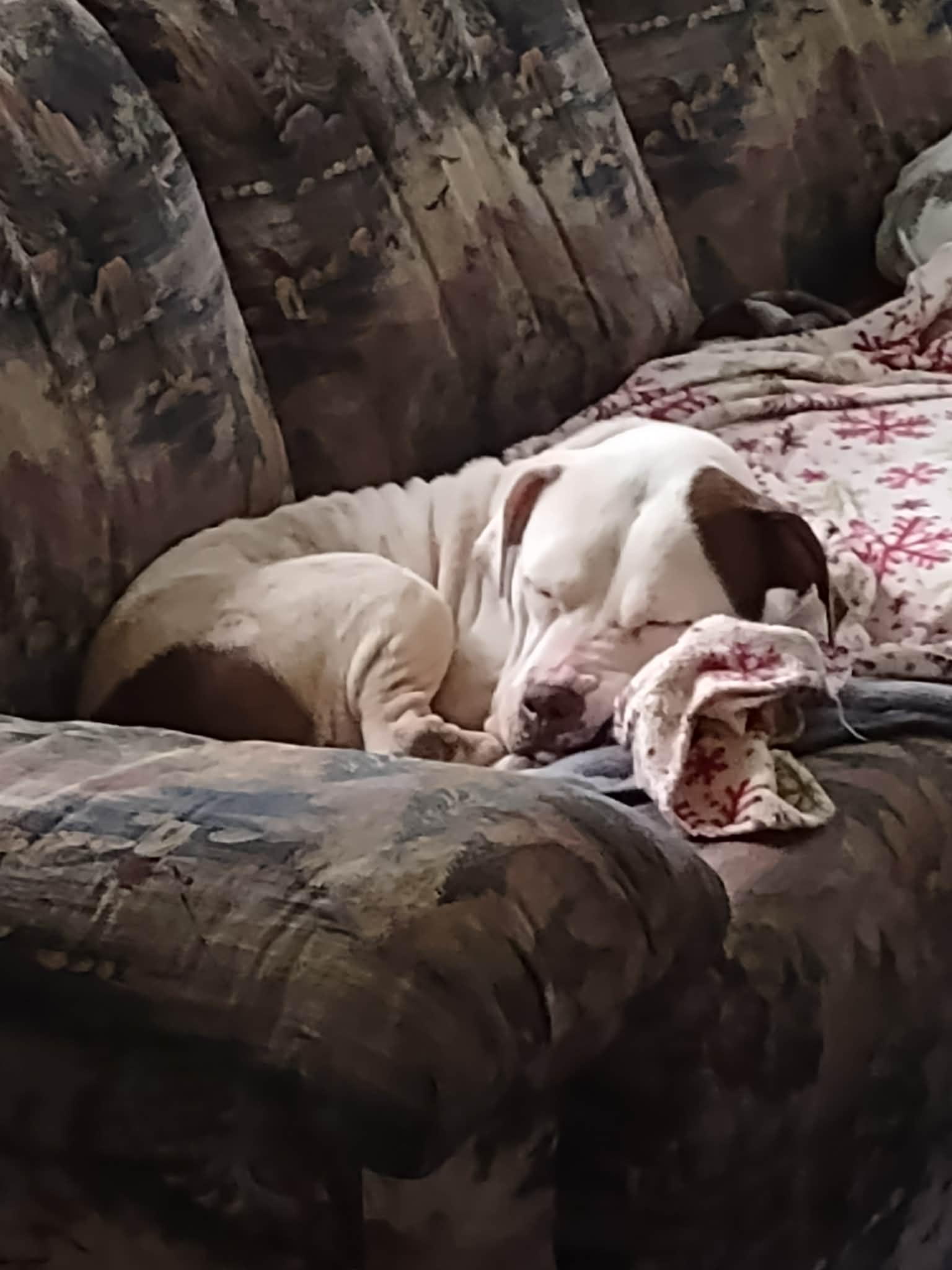 Enlarge Elsa Ask to Meet!! In Foster!!, a Adoptable mixed breed in Elyria, OH image 6/6