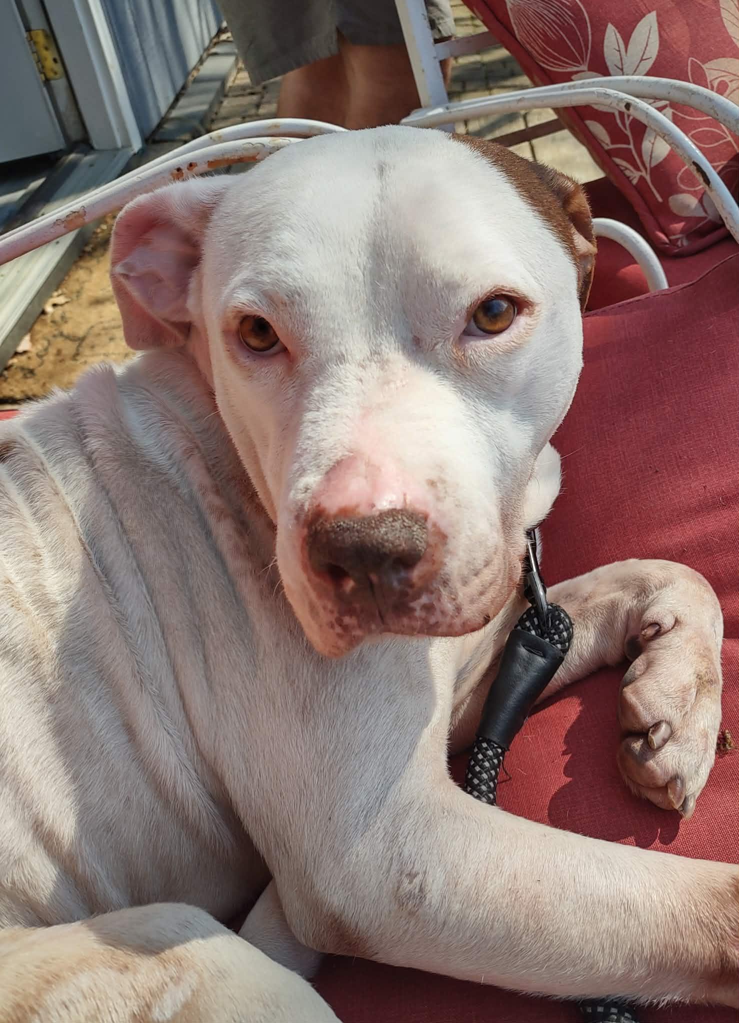 Enlarge Elsa Ask to Meet!! In Foster!!, a Adoptable mixed breed in Elyria, OH image 6/6