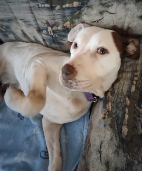 Elsa Ask to Meet!! In Foster!!, Adoptable, Adult Female Terrier & Pit Bull Terrier.