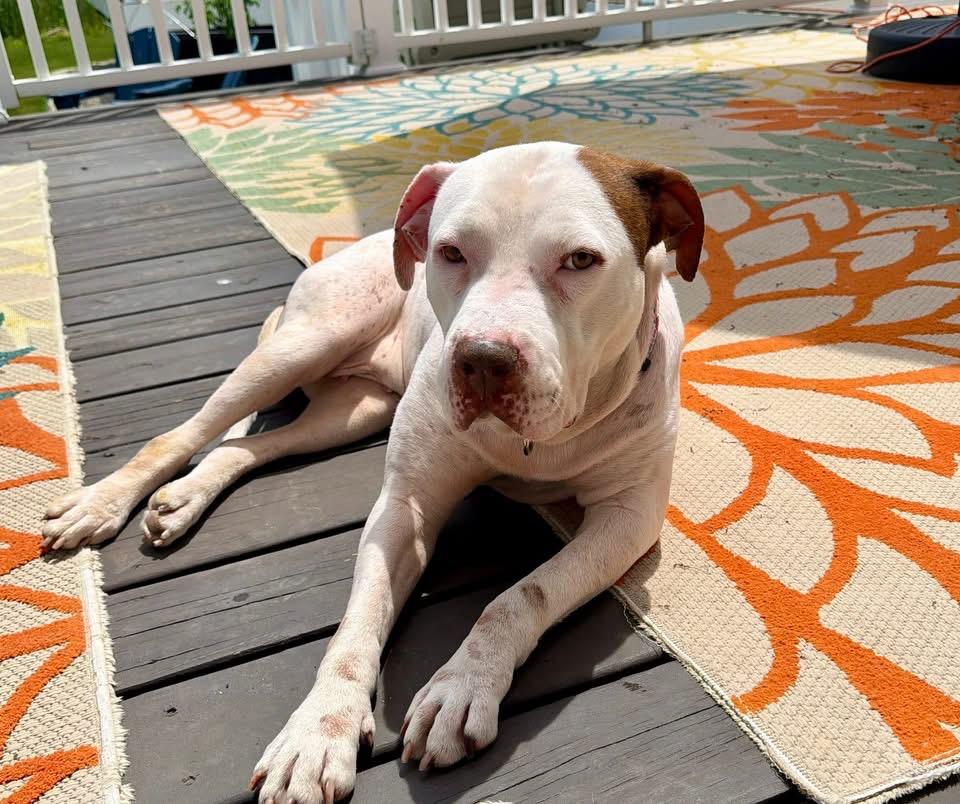 Elsa Ask to Meet!! In Foster!!, Adoptable, Adult Female Terrier & Pit Bull Terrier.