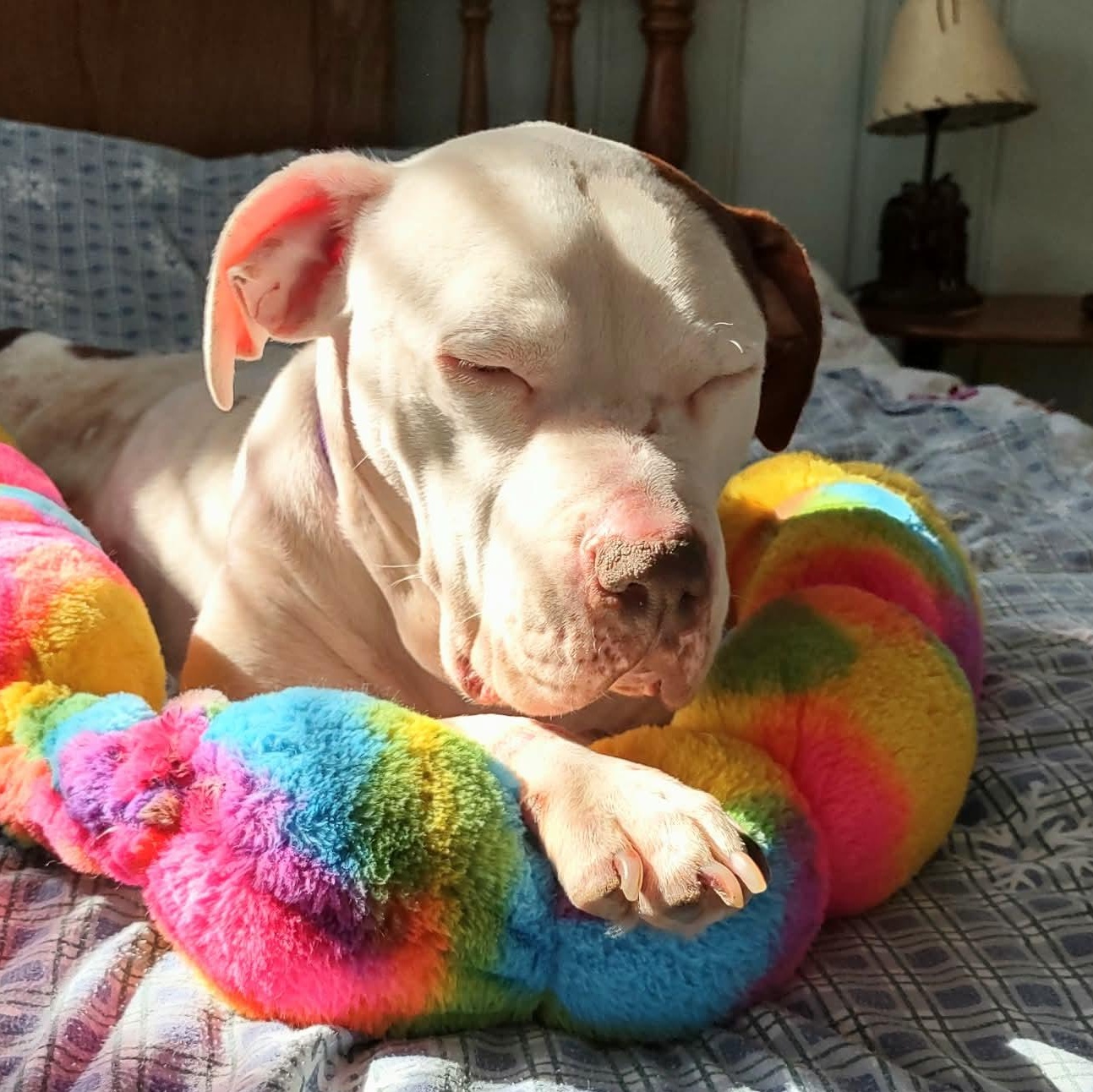 Elsa Ask to Meet!! In Foster!!, Adoptable, Adult Female Terrier & Pit Bull Terrier.