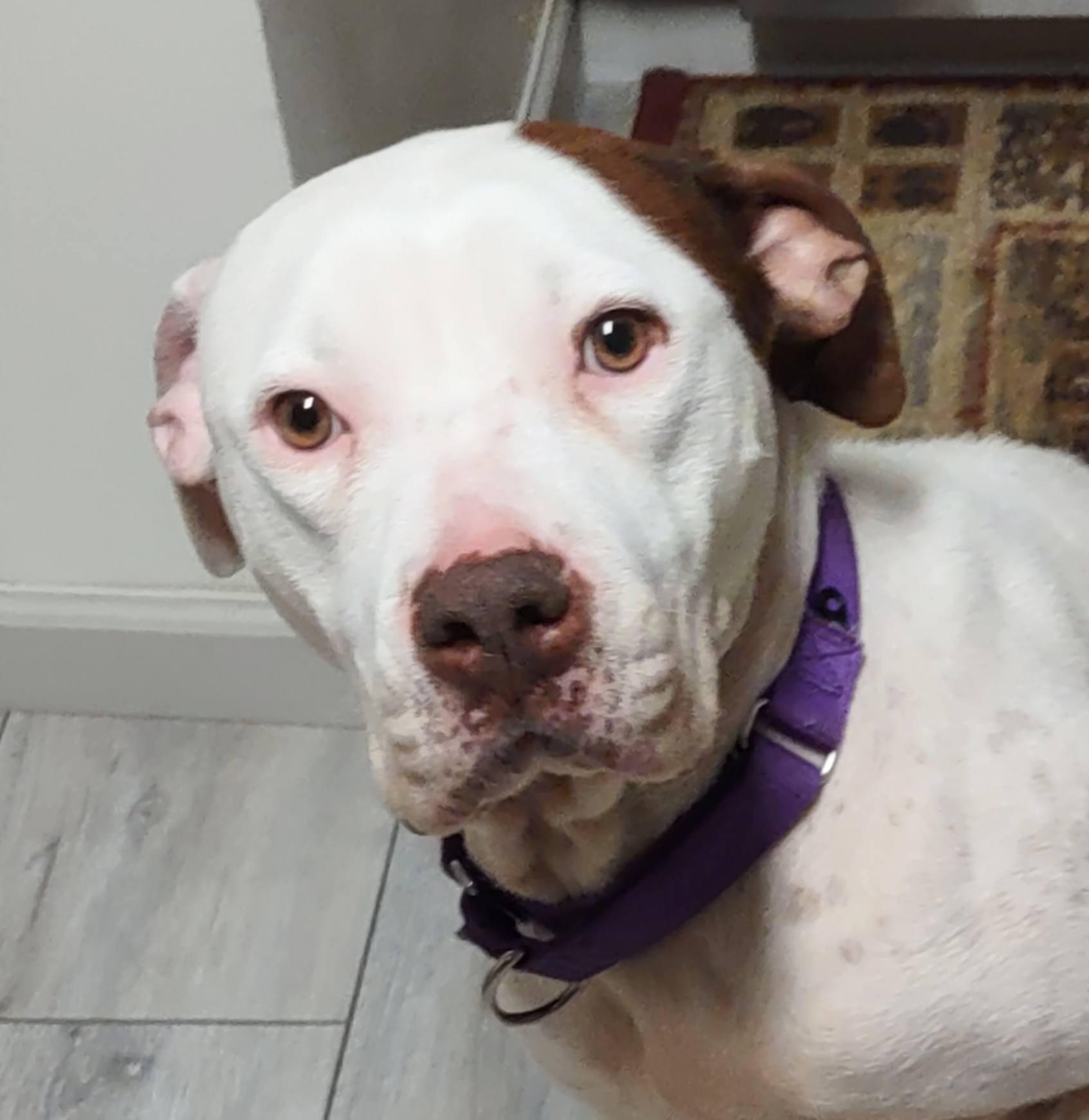 Elsa Ask to Meet!! In Foster!!, a Adoptable mixed breed in Elyria, OH image 5/6